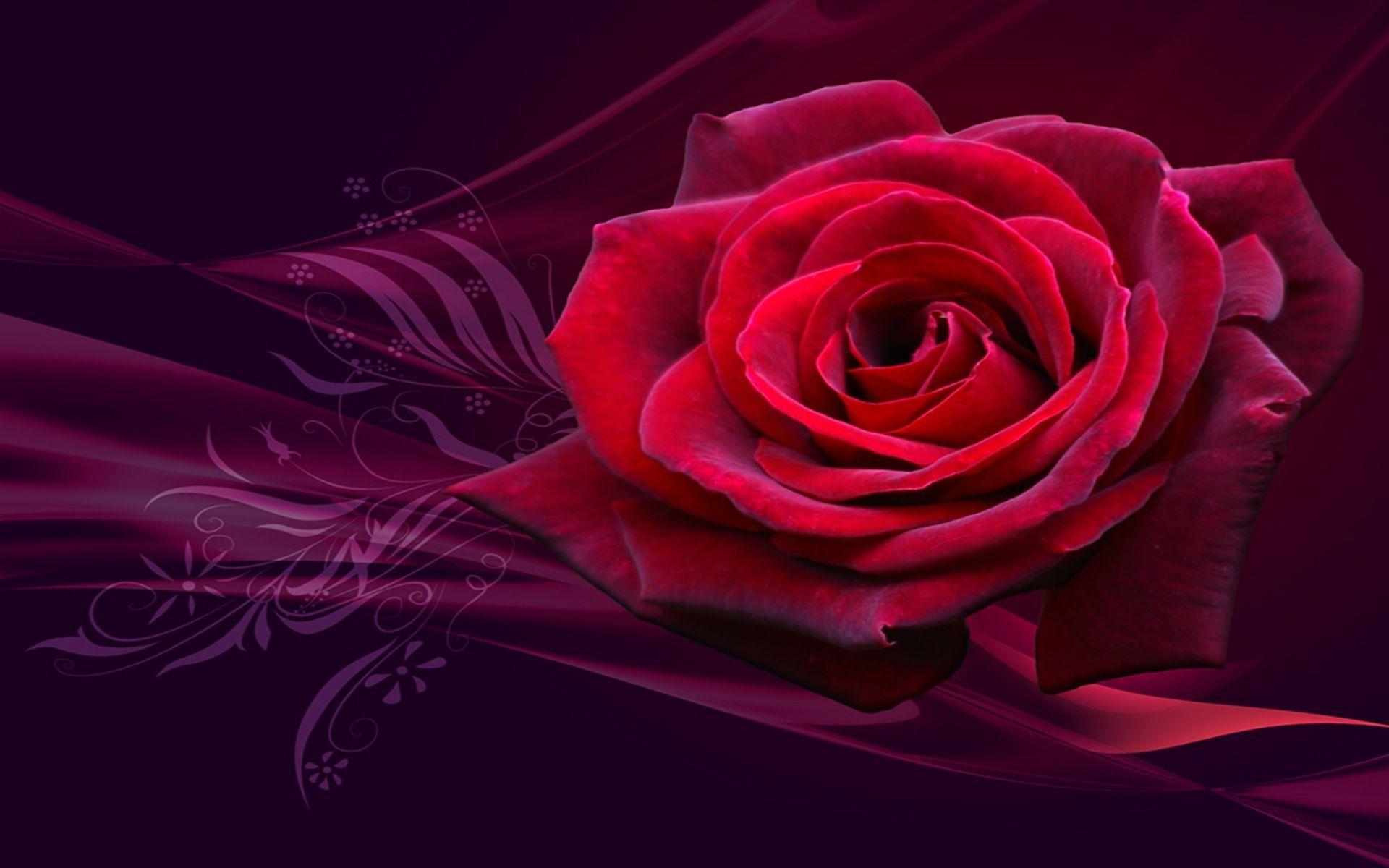 Best Red Rose Ever For Valentine Day Photo HD iPhone 4 Wallpaper