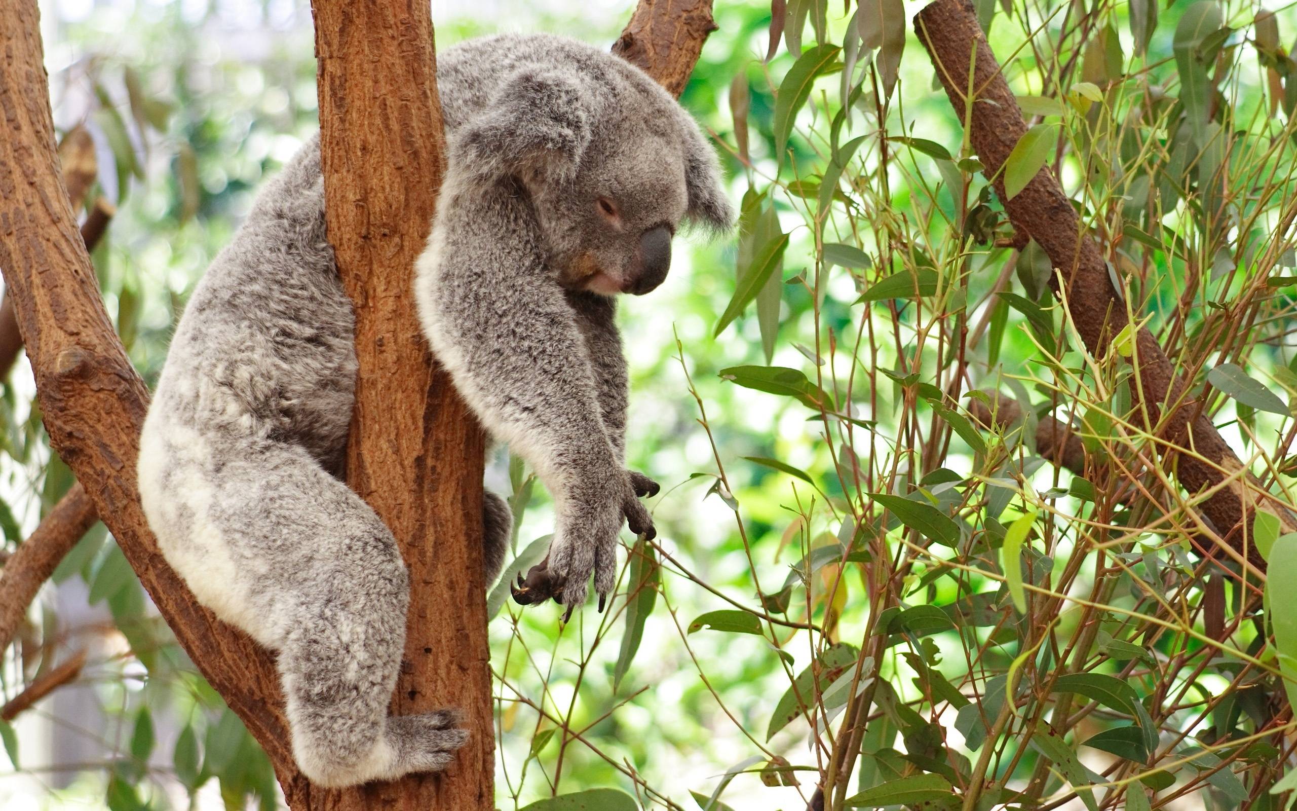 Koala Wallpaper HD wallpaper search