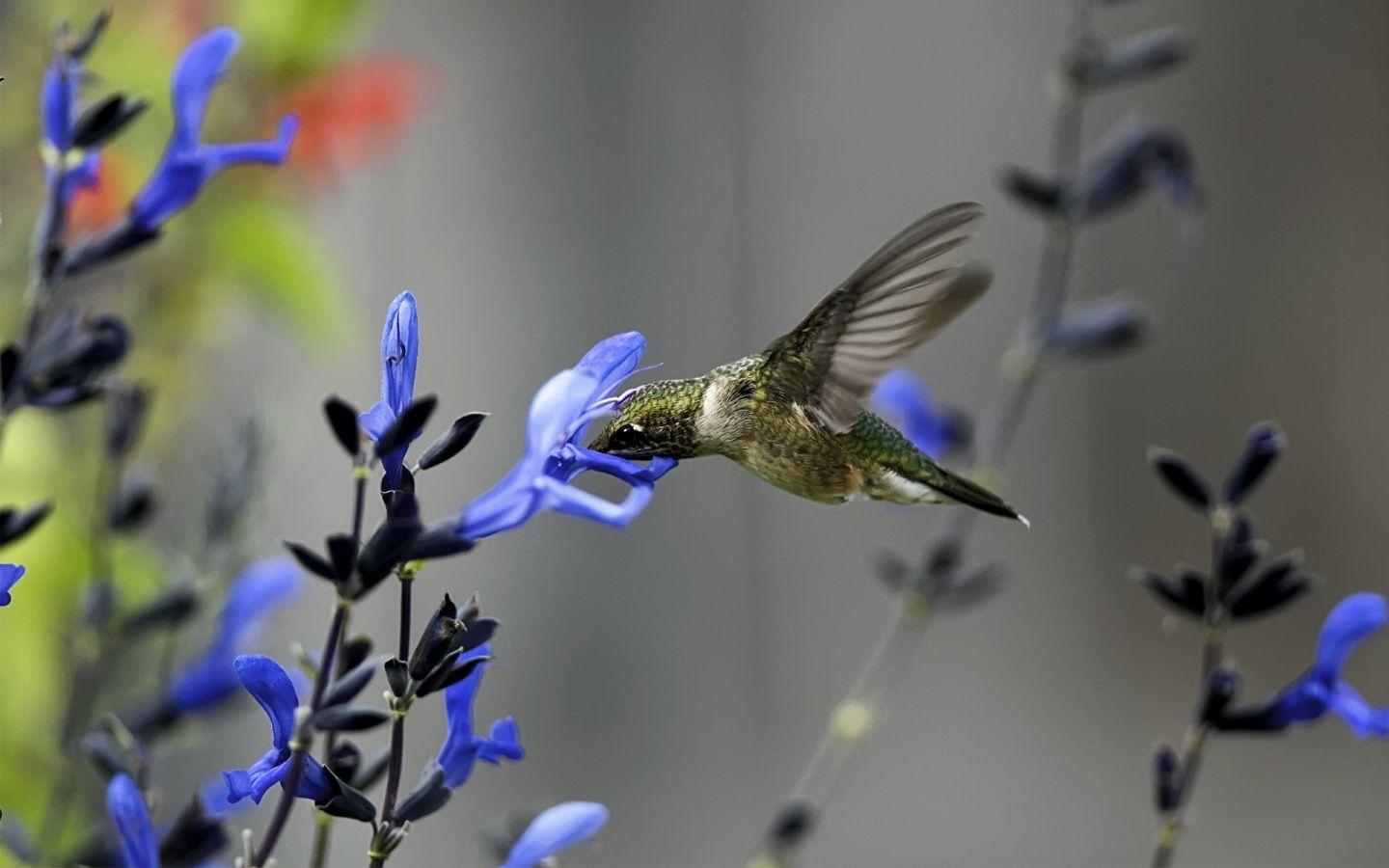 Hummingbird flower Wallpaper
