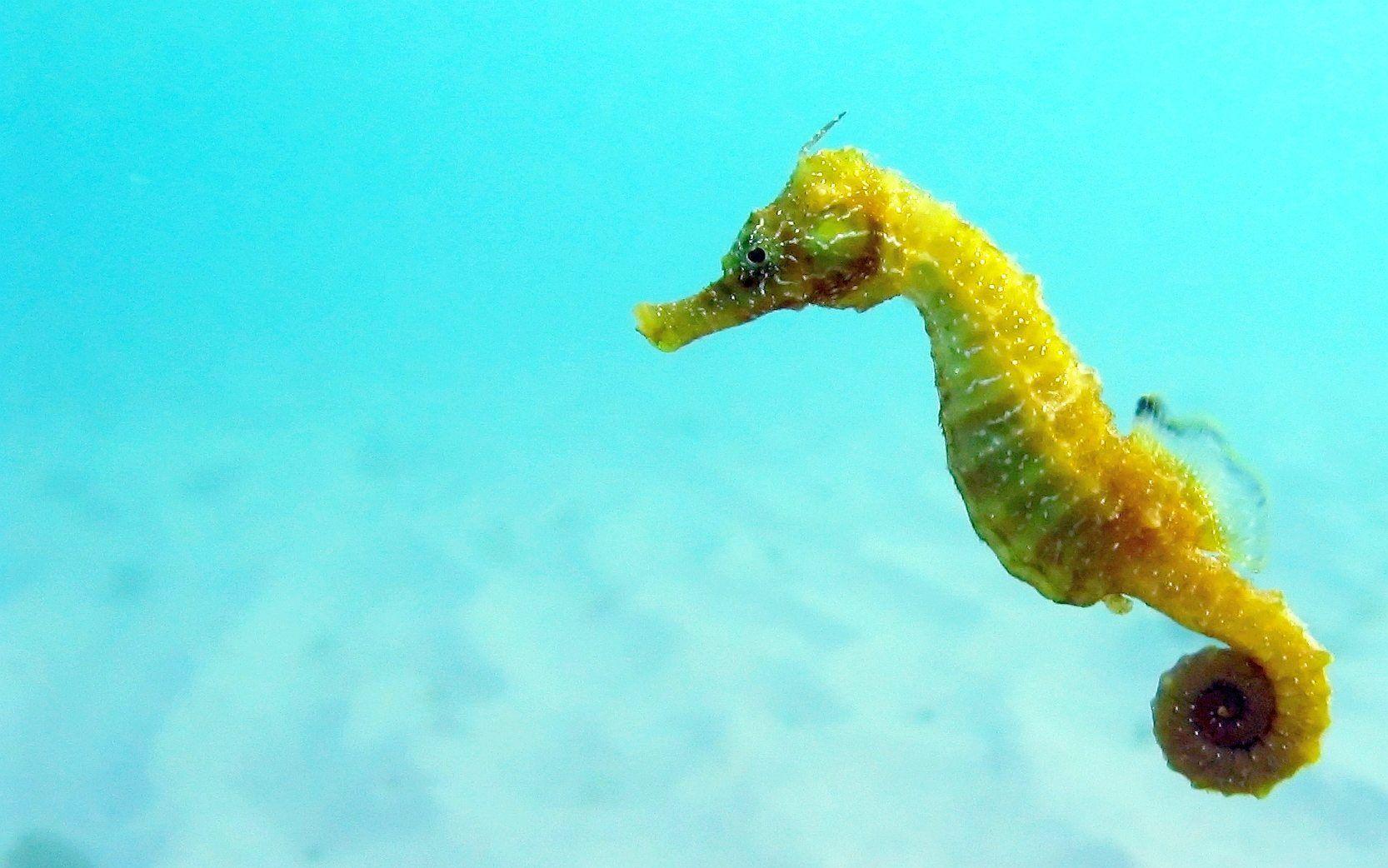 Wallpaper Seahorse Lumpy S Ocean Life March X