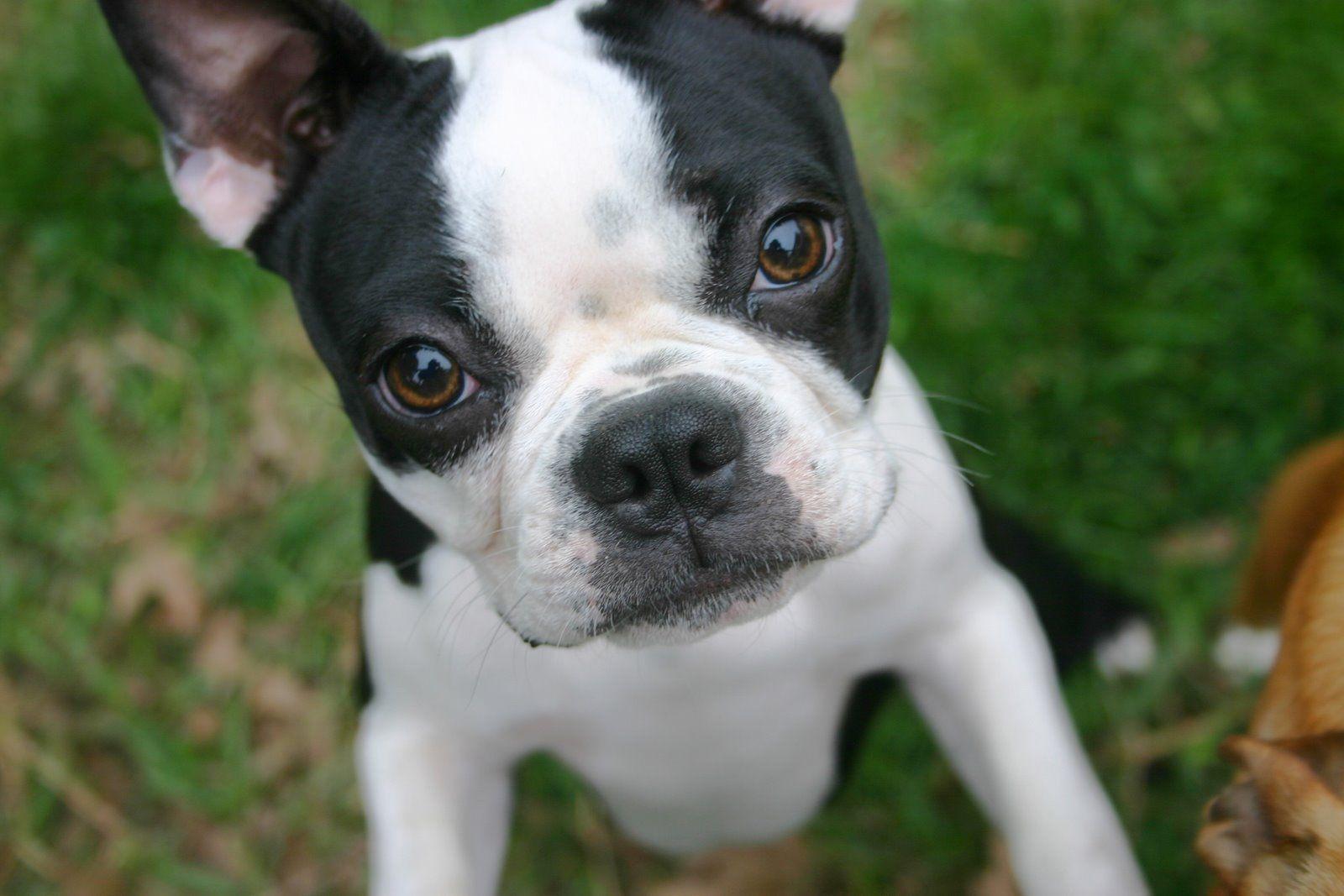 Boston Terrier Wallpapers Wallpaper Cave Boston Terrier Wallpapers Wallpaper Cave