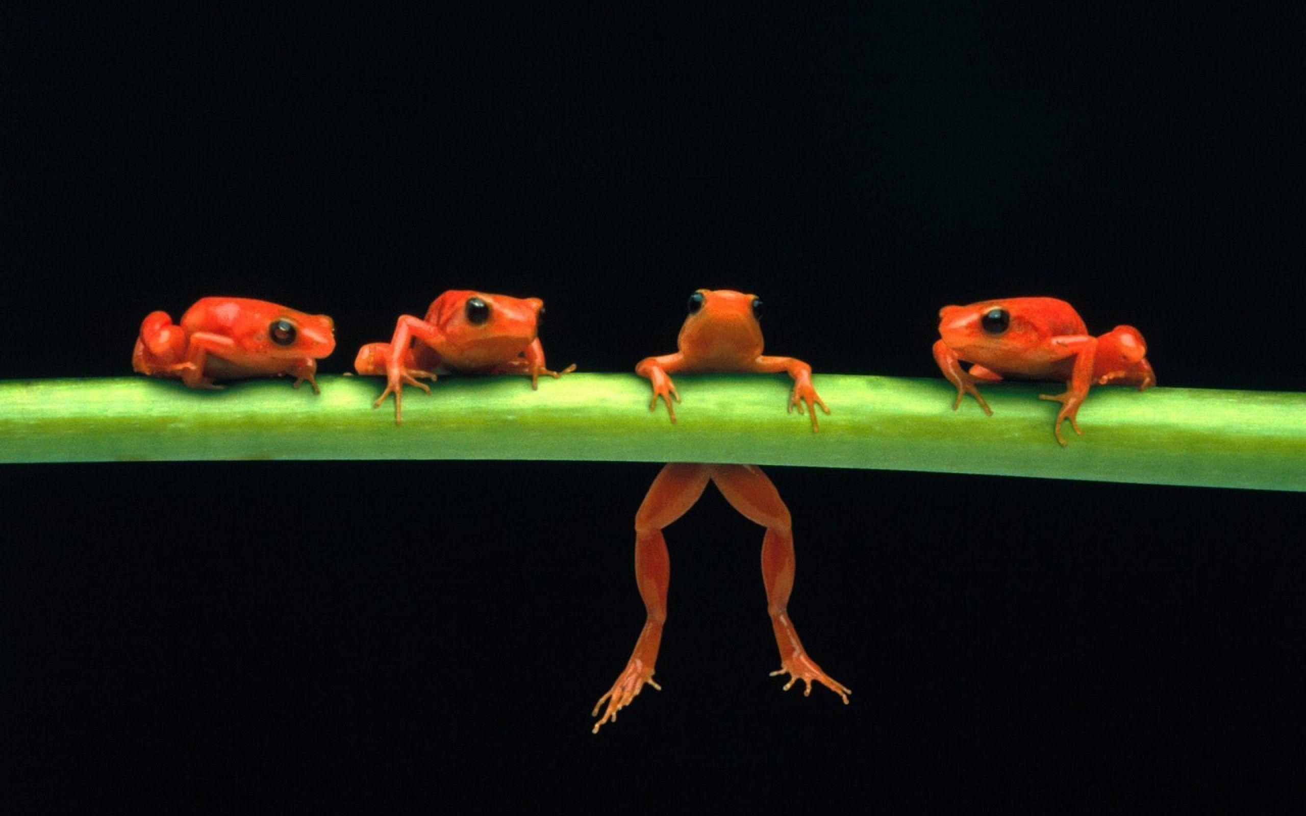 Hang in There Red Tree Frogs wallpaper
