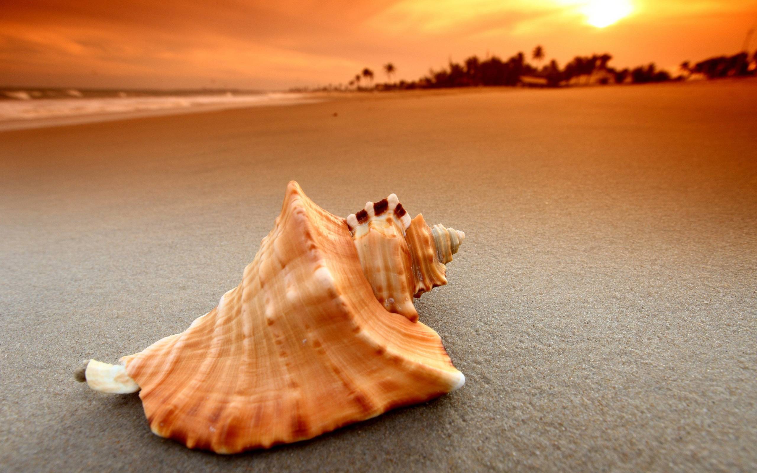 Sea Shell On The Beach X HD Wallpaper