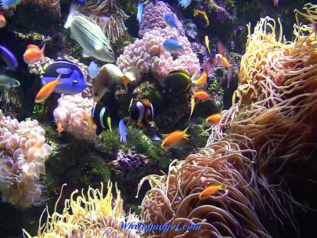 110898 3D Tropical Fish Aquarium 3D Tropical Fish Aquarium