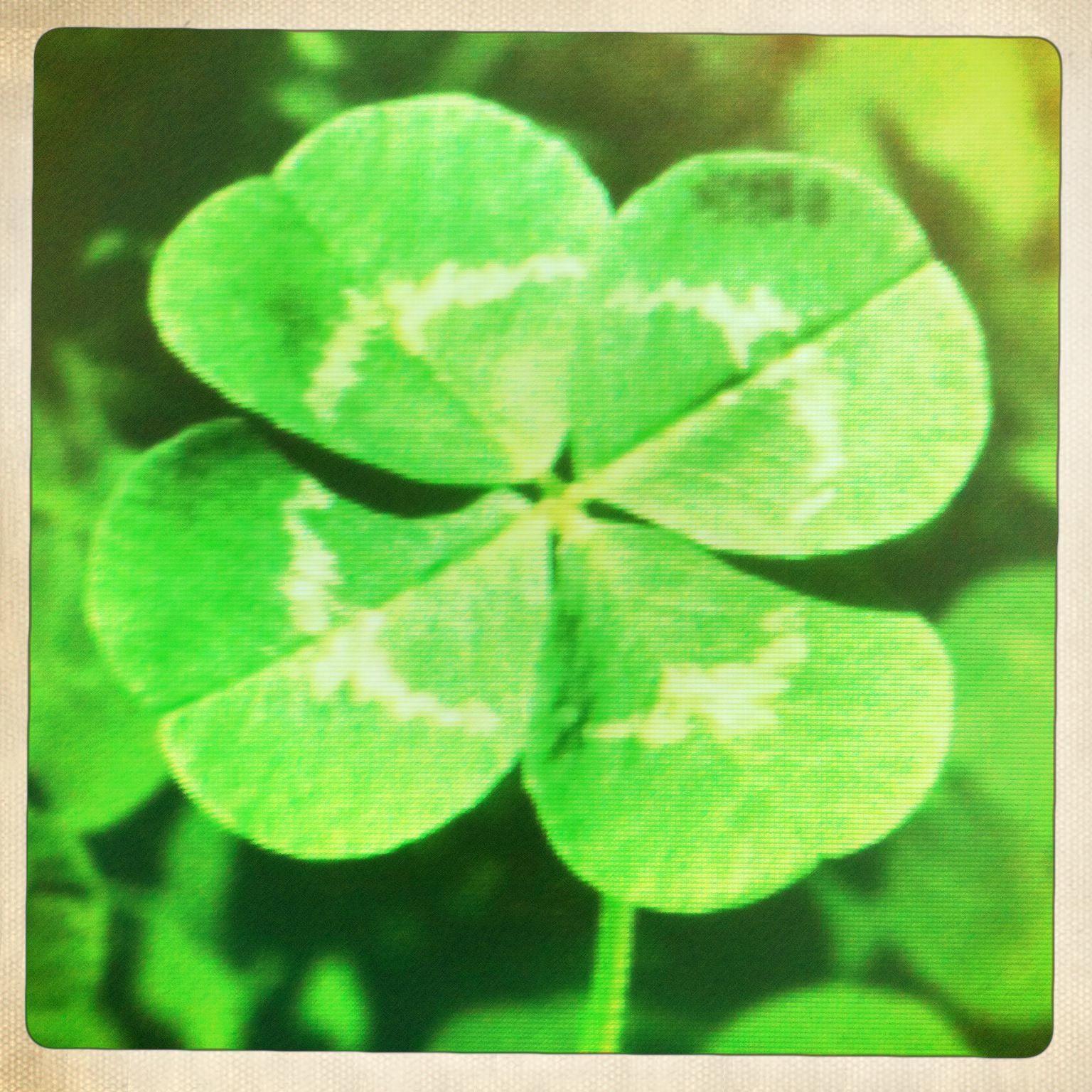 Four Leaf Clover Wallpapers - Wallpaper Cave