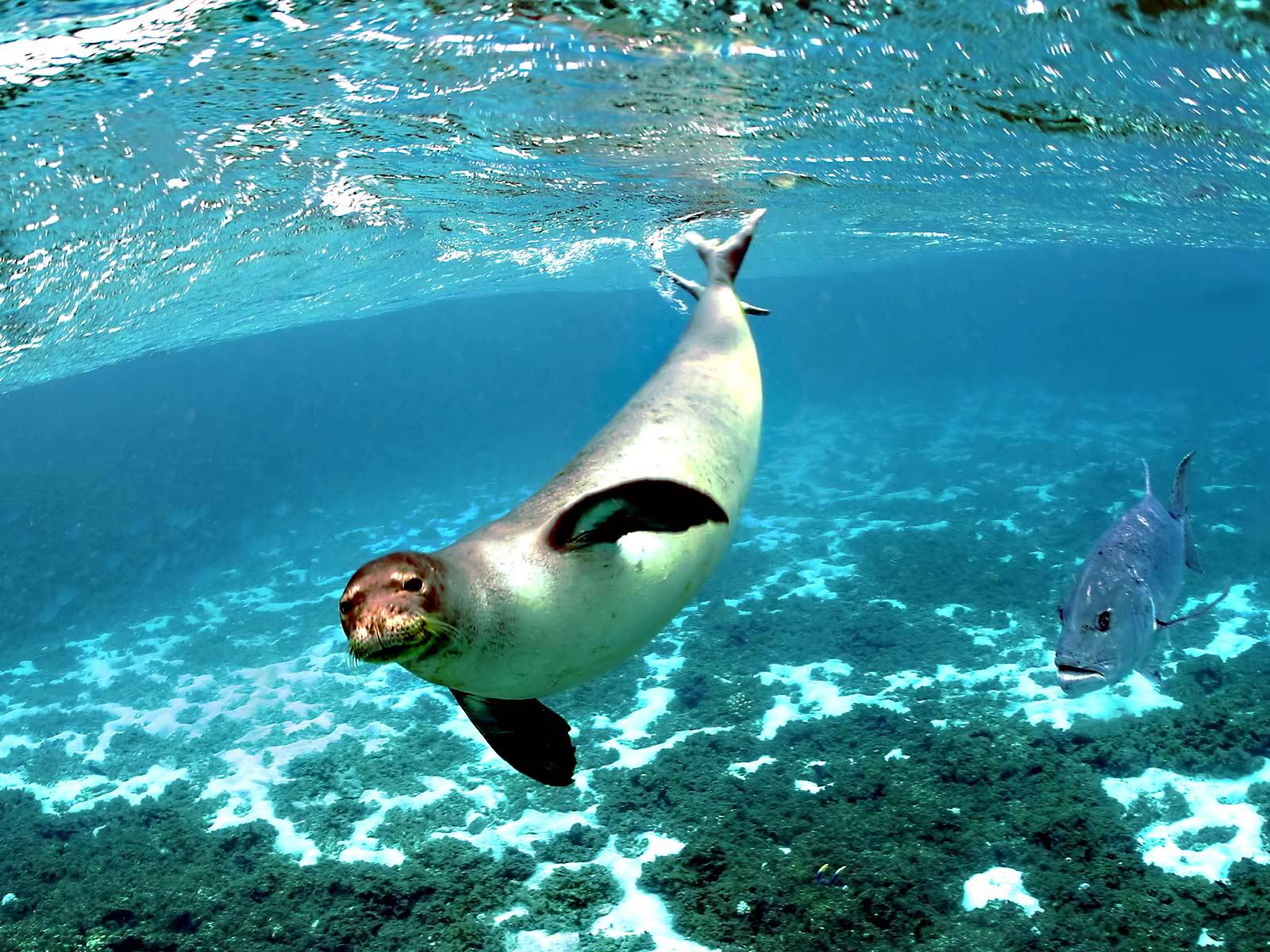 Free Download hawaiian monk seal Wallpaper in 1600x1200 resolutions