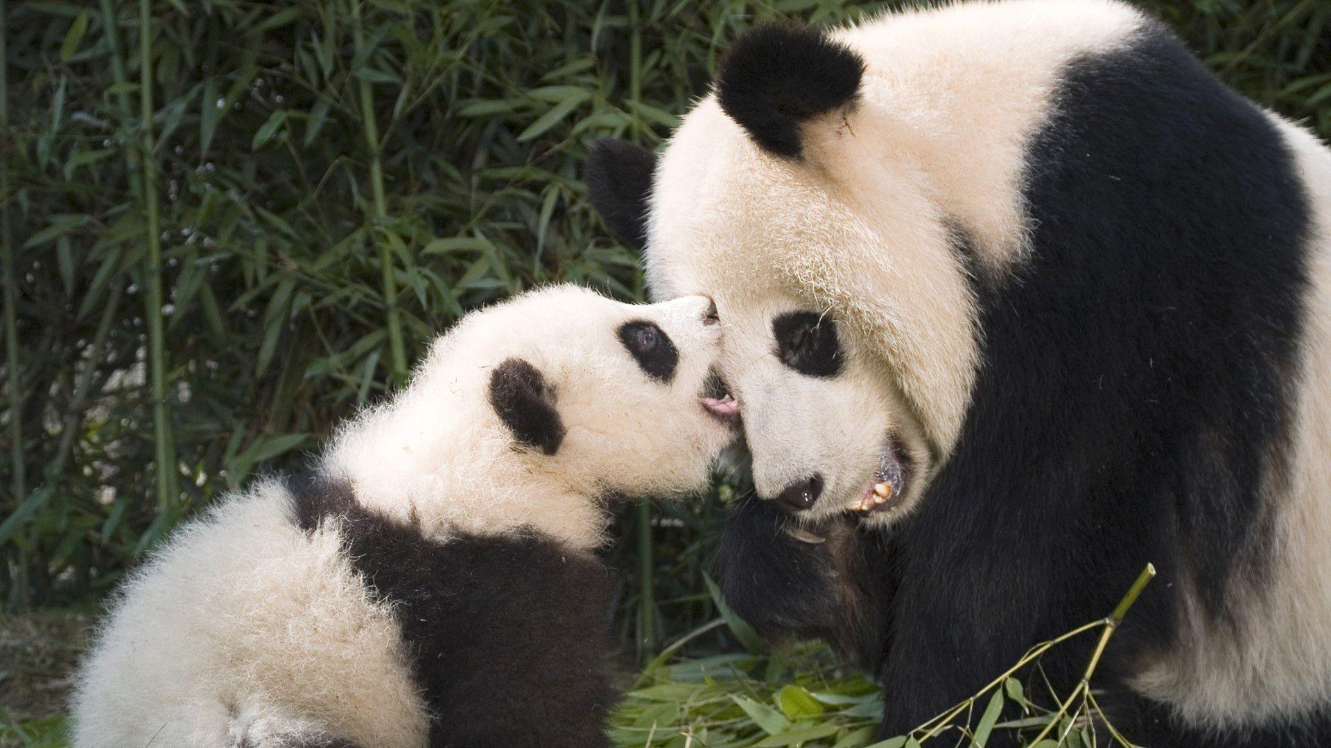 Panda and baby panda Wallpaper HD Wallpaper and baby