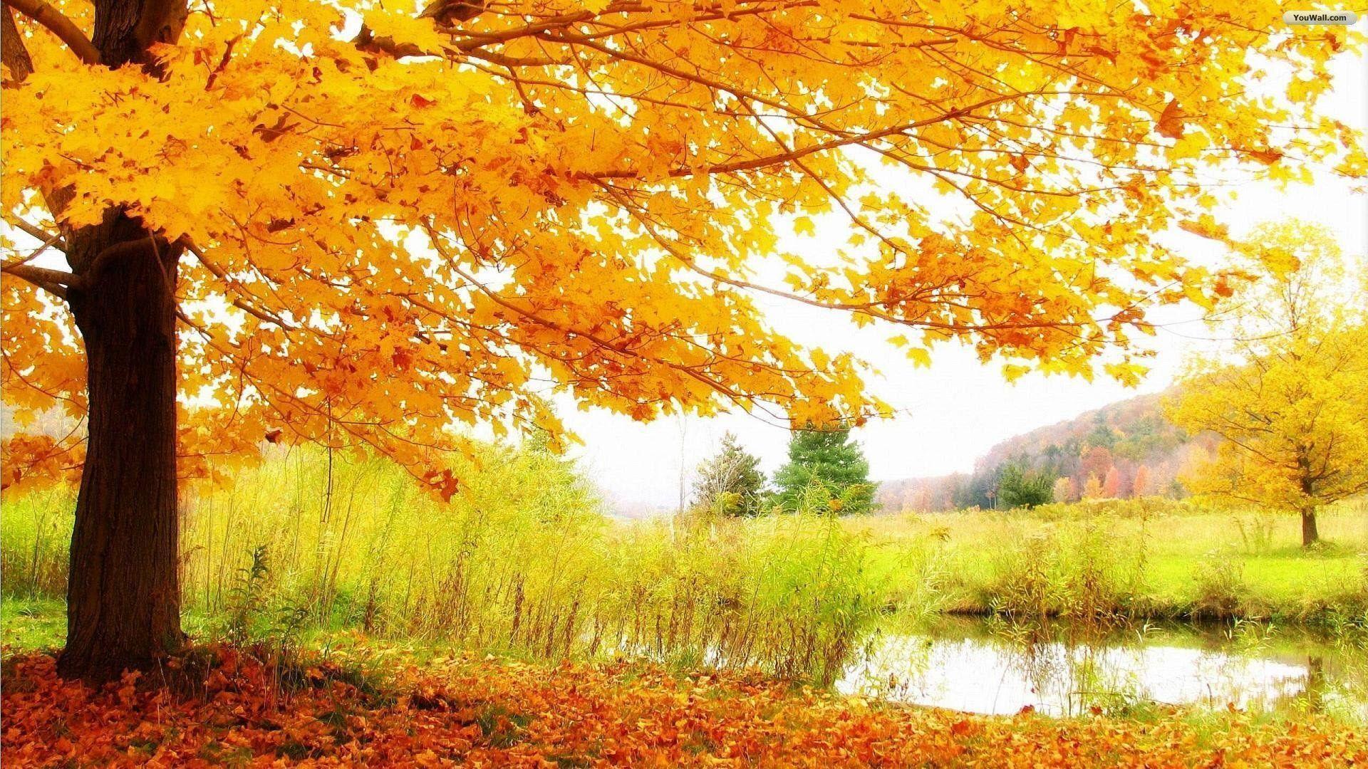 image For > Autumn Yellow Trees Wallpaper