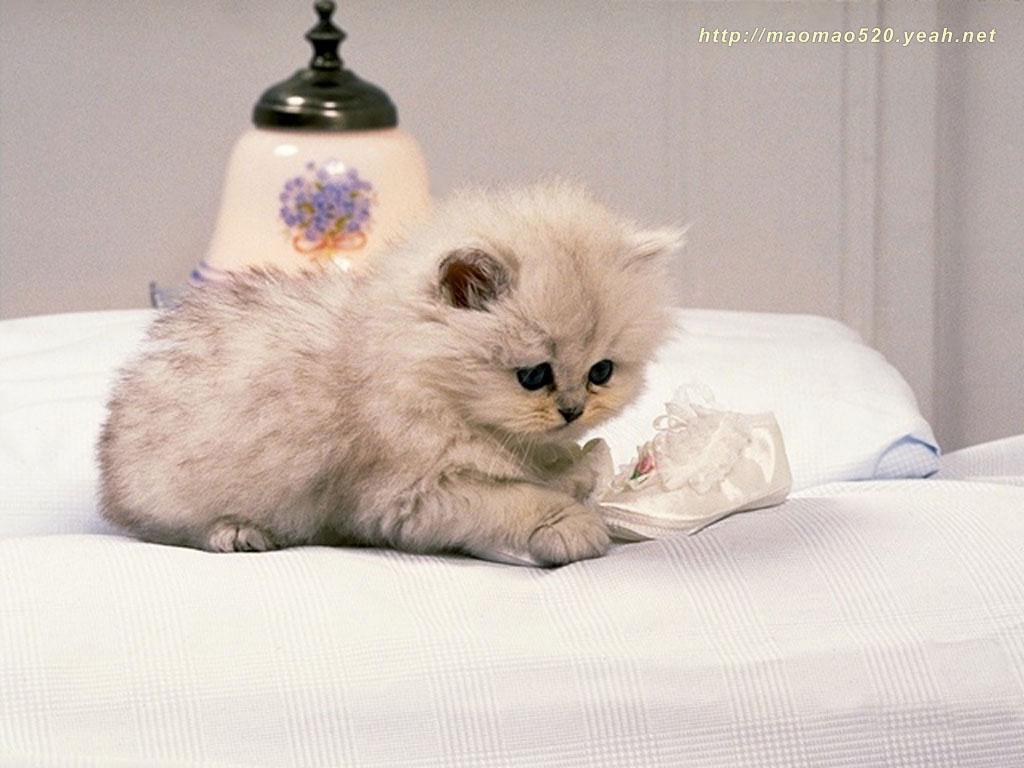 Cute Kittens Wallpaper 14337 HD Wallpaper. pictwalls