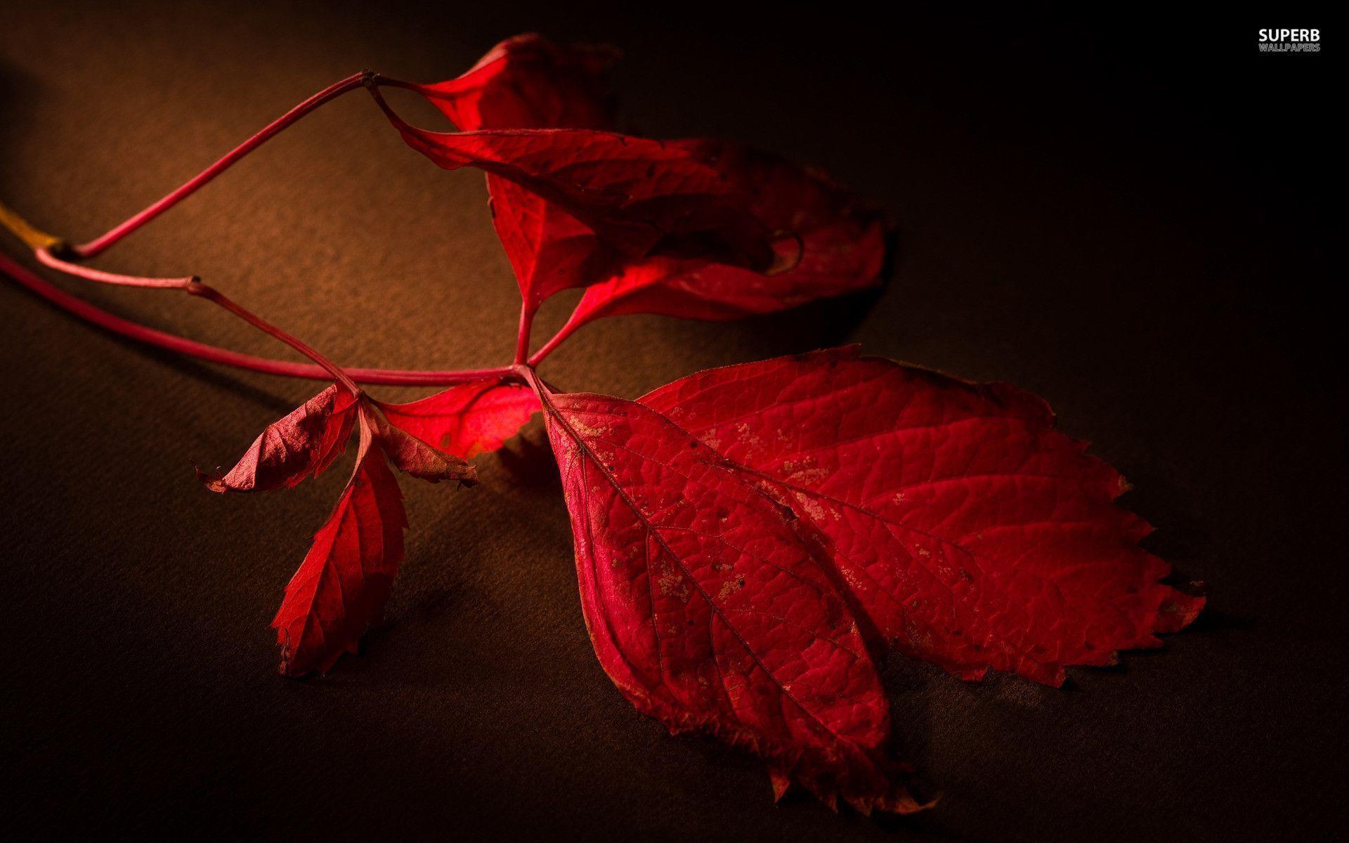 Red leaves wallpaper wallpaper - #