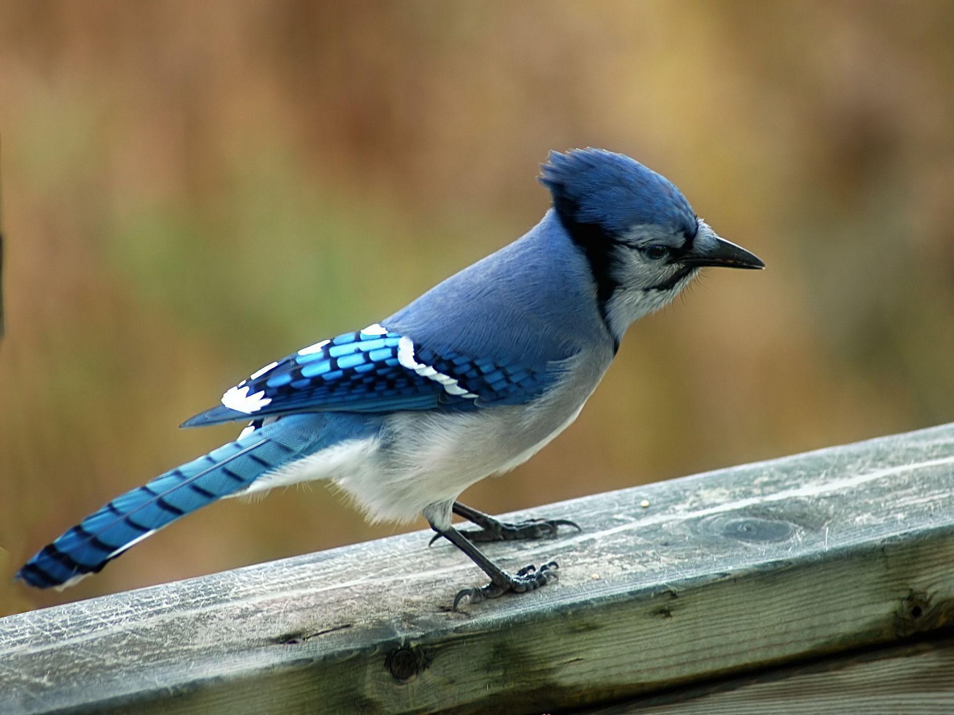 image For > Bluejay Bird Picture