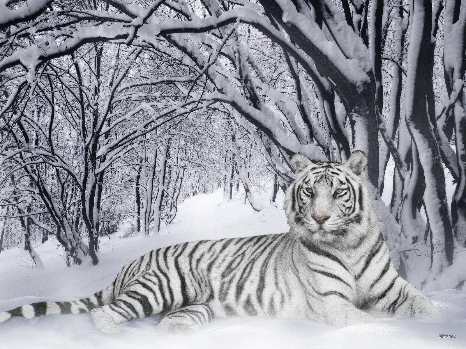 Wild Animals Picture Tiger Widescreen 2 HD Wallpaper