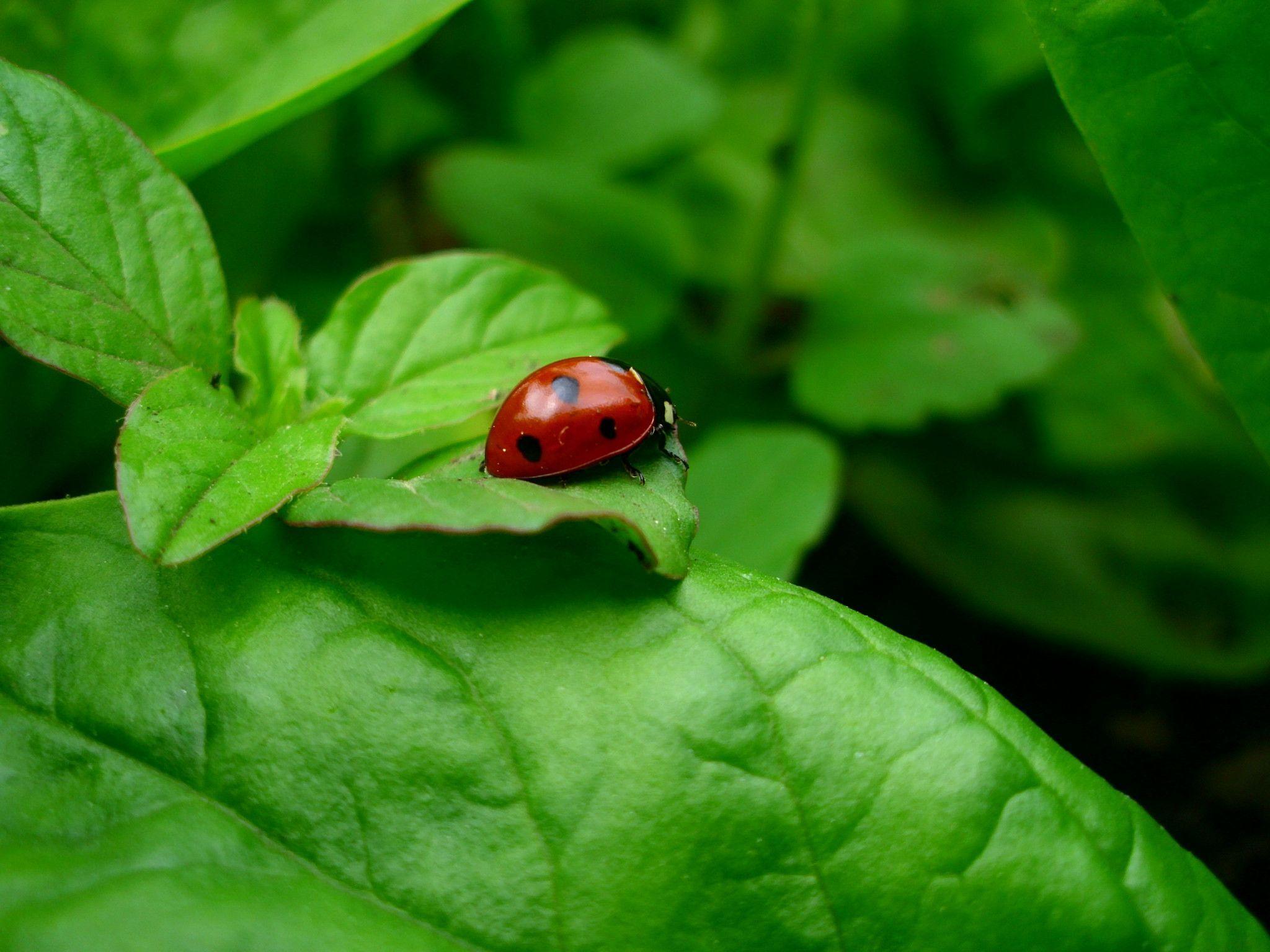 Ladybug Backgrounds - Wallpaper Cave