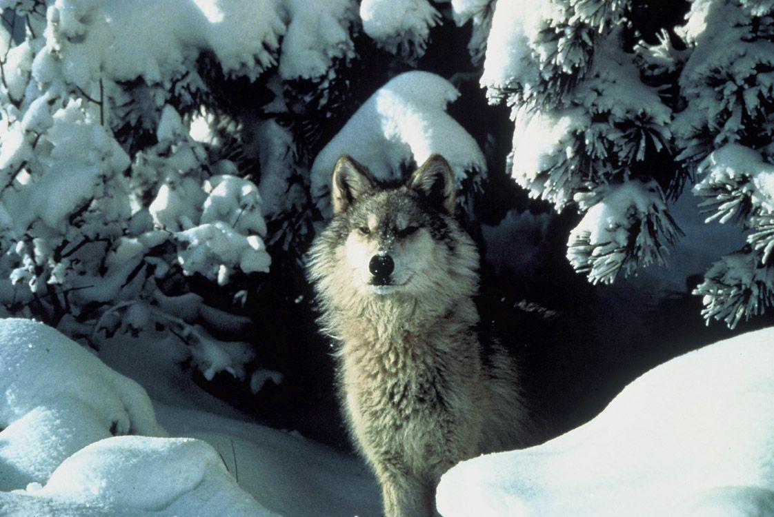 Gray Wolf Photographs and Video-U.S. Fish and Wildlife Service