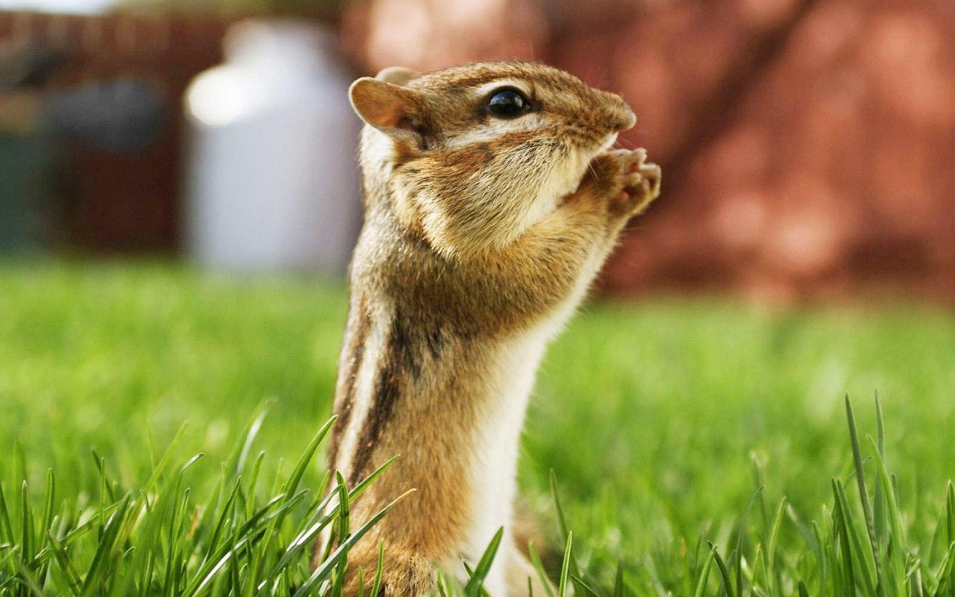 + Best Animal Picture And Wallpaper