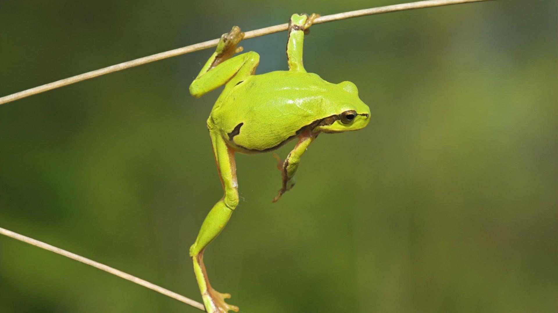 Funny Frogs. Sky HD Wallpaper