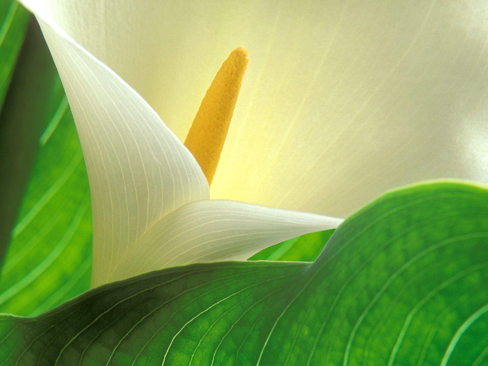 Calla Lily Flower Facts Wallpaper