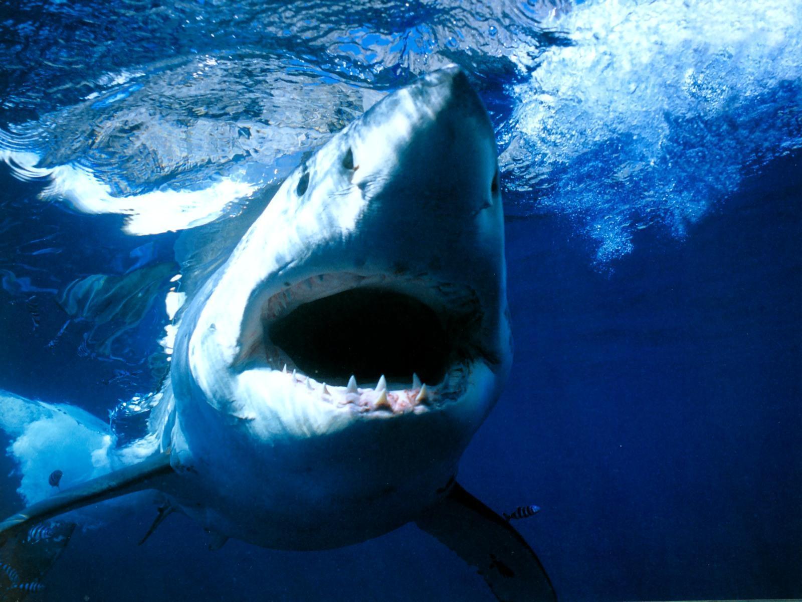 Great white shark Carcharodon carcharias free desktop background