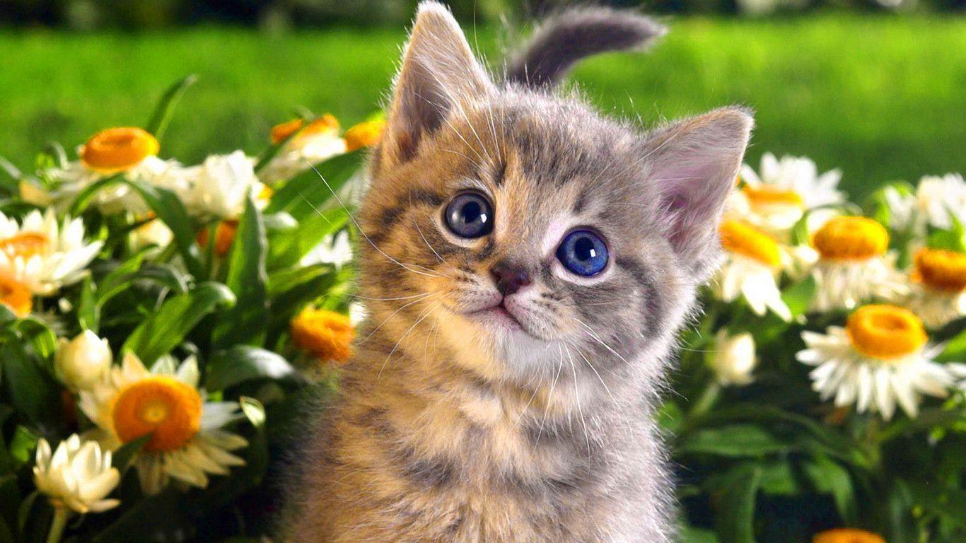 Cute Cats Wallpaper Free Download