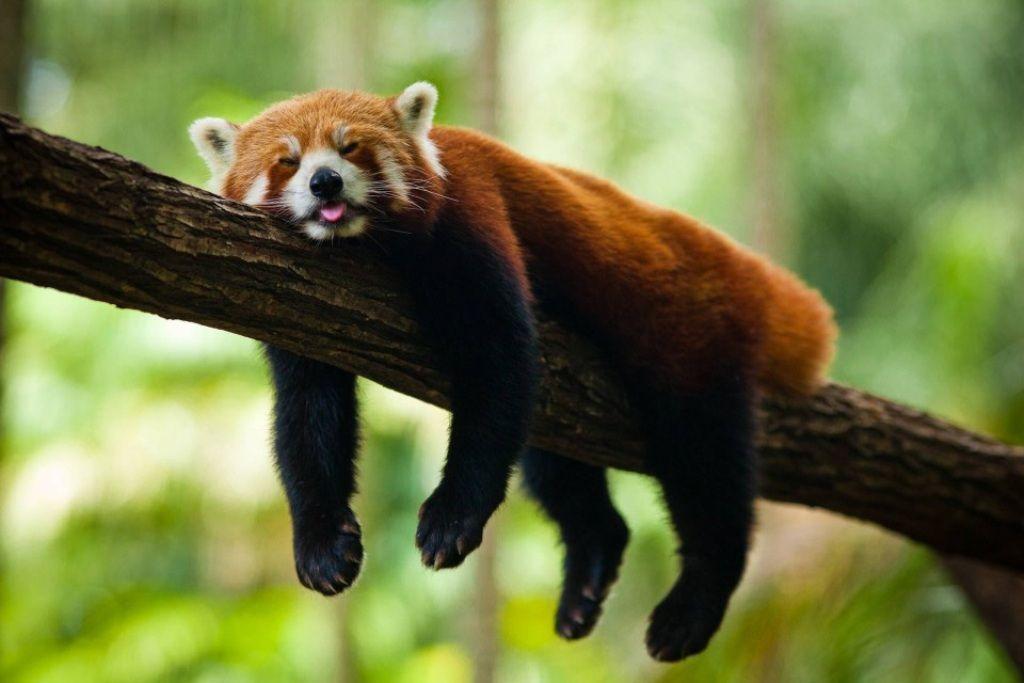 Red Panda Cute Photo Wallpaper