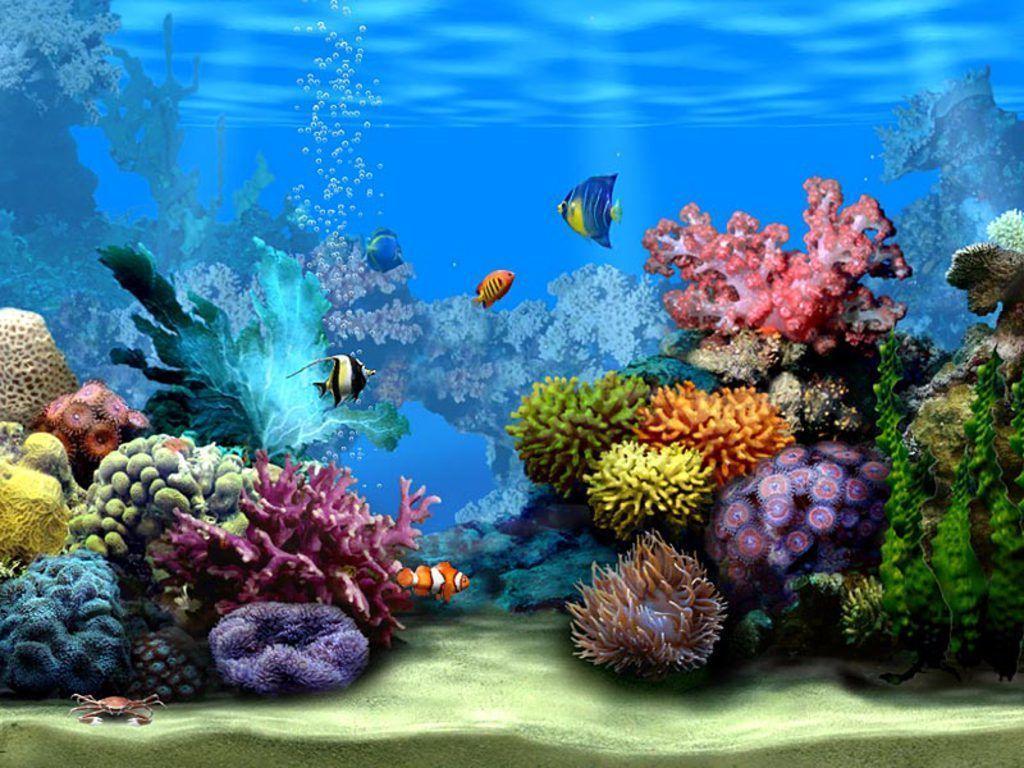 Marine Life Image & Picture