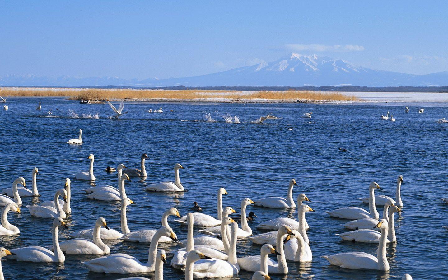 Widescreen LCD display 1440*900 Winter Snow Photo Scenes