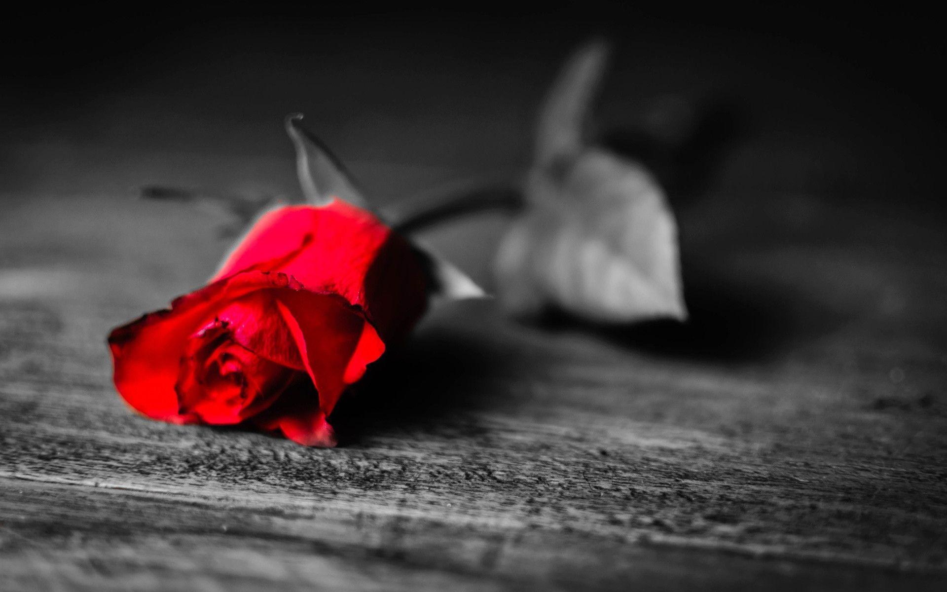 Wallpaper For > Red And Black Rose Wallpaper