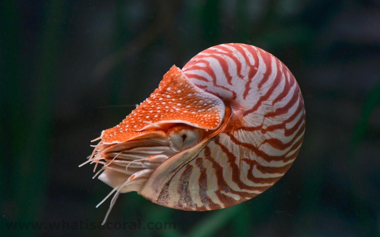What is a coral ? Wallpaper 431 Nautilus pompilius ((en) Chambered