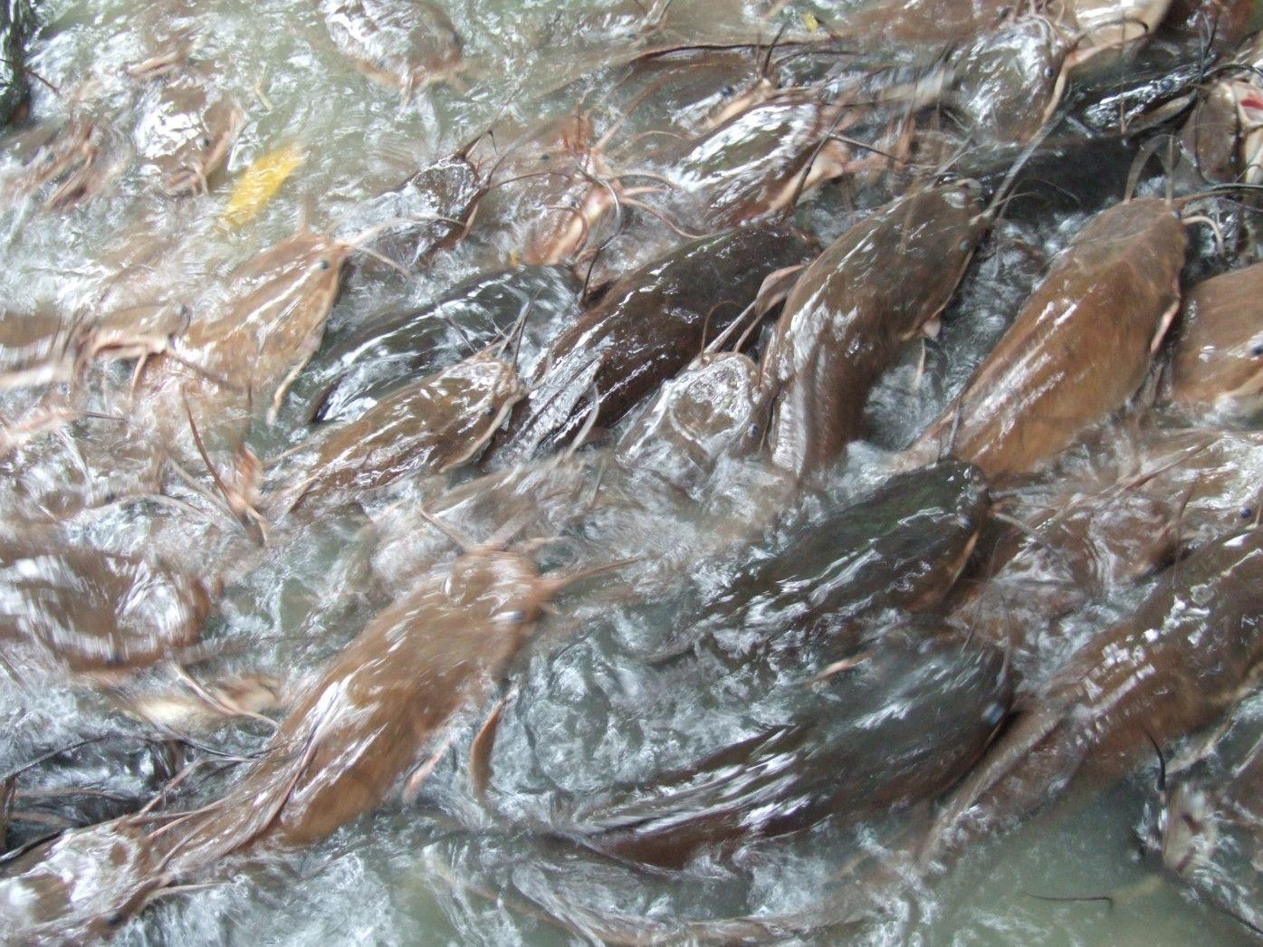 Catfish Wallpapers - Wallpaper Cave