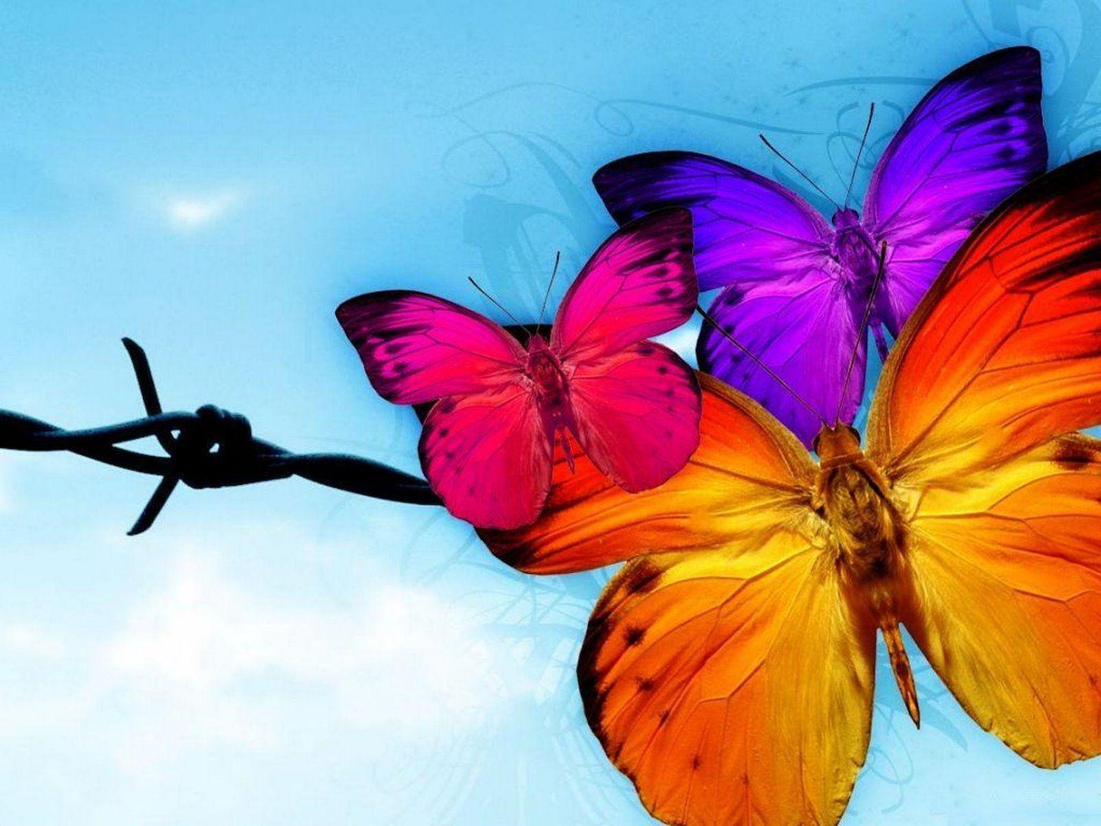Free butterfly wallpaper. Funny Animal