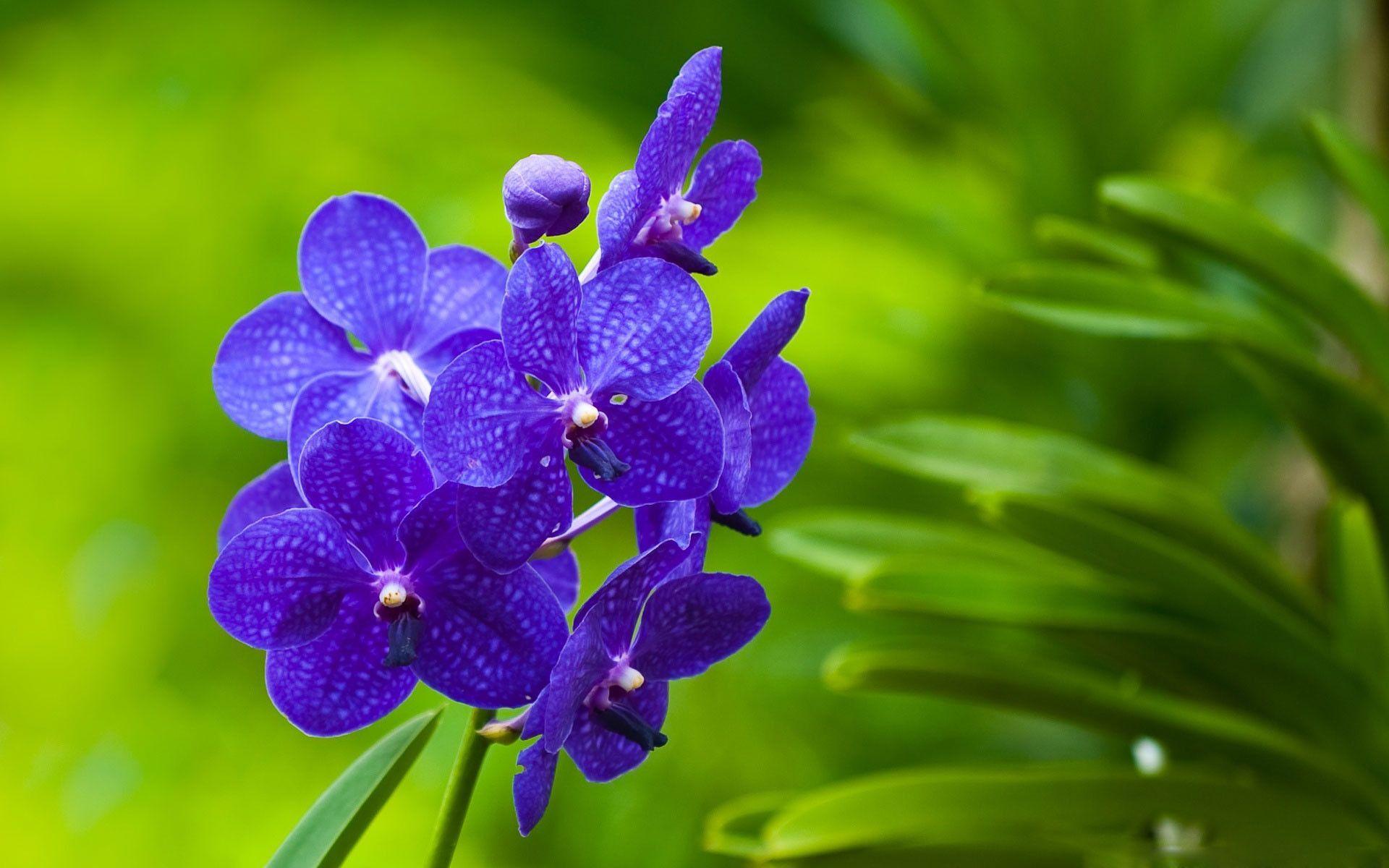 Hãy chiêm ngưỡng vẻ đẹp tinh khôi của hoa phong lan trong hình ảnh này. Cánh hoa mềm mại, màu sắc tươi sáng quyến rũ chắc chắn sẽ làm bạn thích thú. Hãy để tâm hồn được thư giãn và tìm lại sự thanh thản với hoa phong lan.