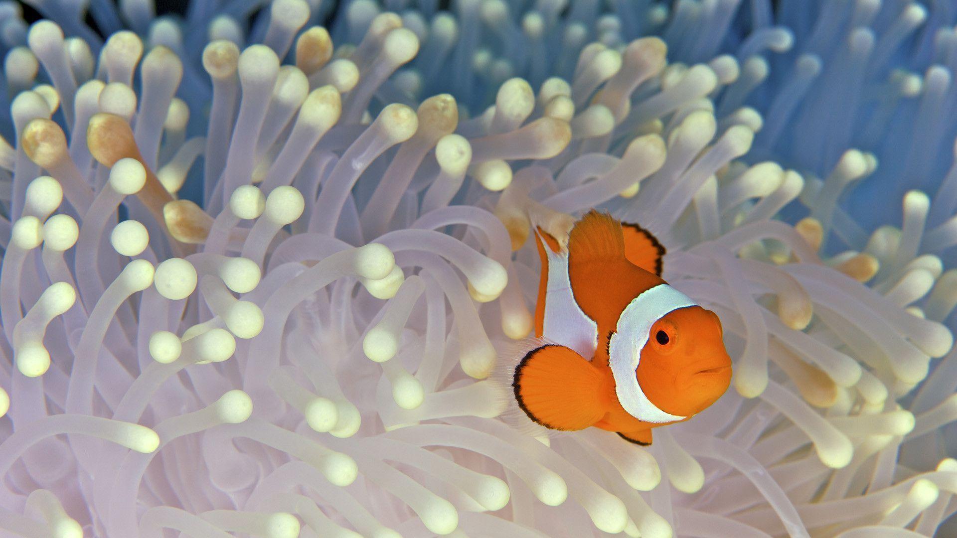 Clownfish Background Wallpaper