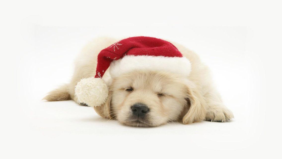 Pix For > Christmas Puppy Wallpaper HD