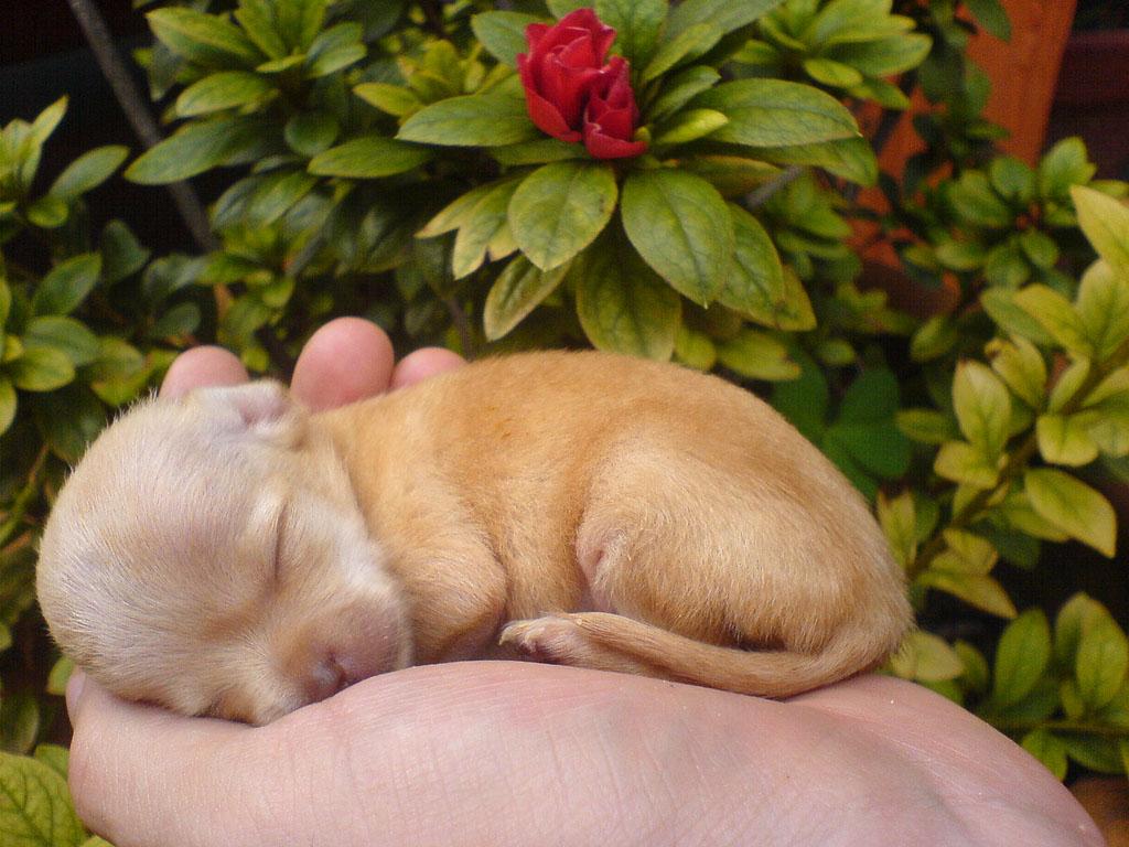 Free wallpapers Chihuahua puppy wallpapers