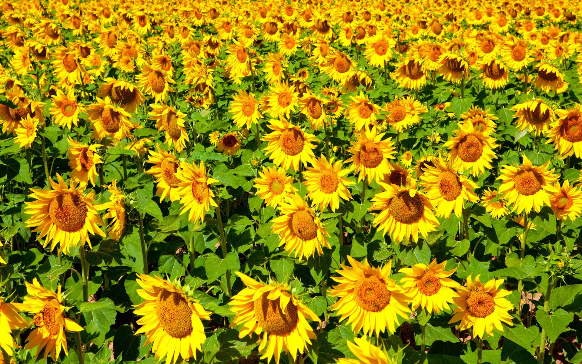 Sunflower Desktop Wallpapers Free Wallpaper Cave