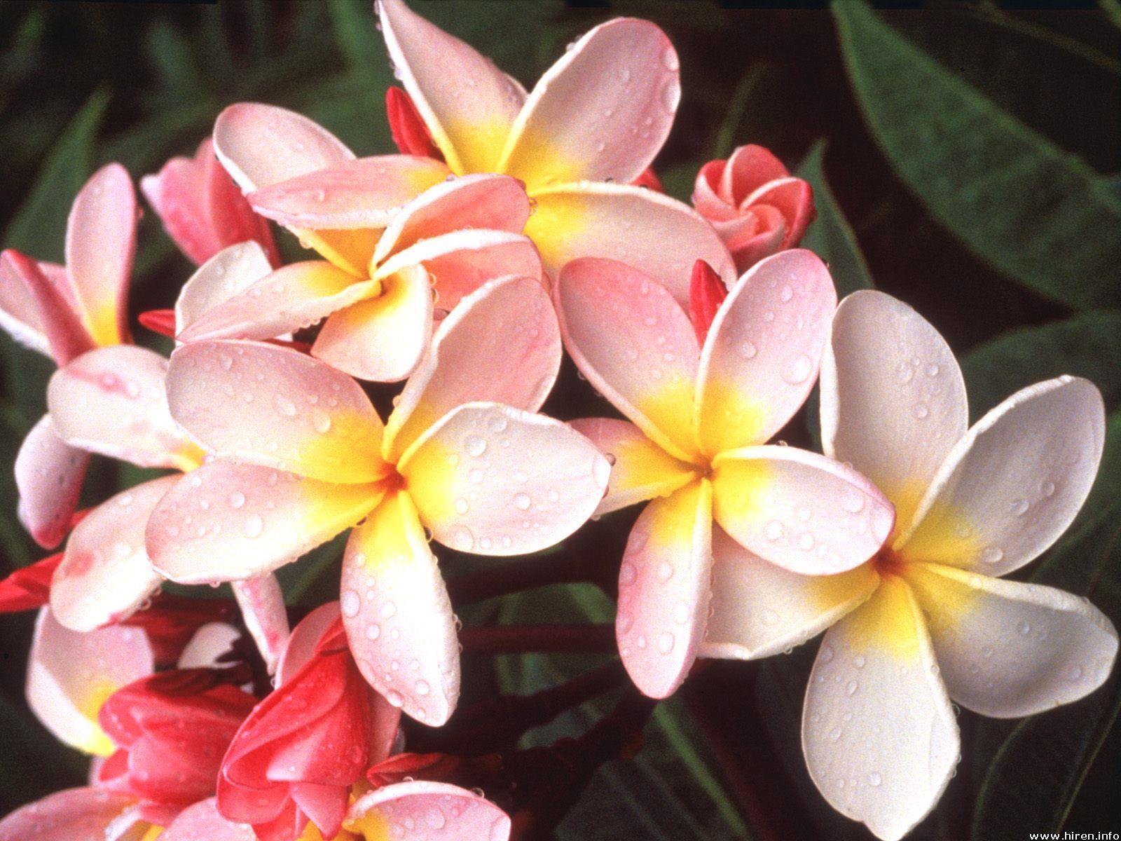 Plumeria Backgrounds - Wallpaper Cave
