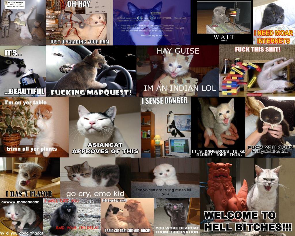 Lol Cats Wallpaper Background Theme Desktop