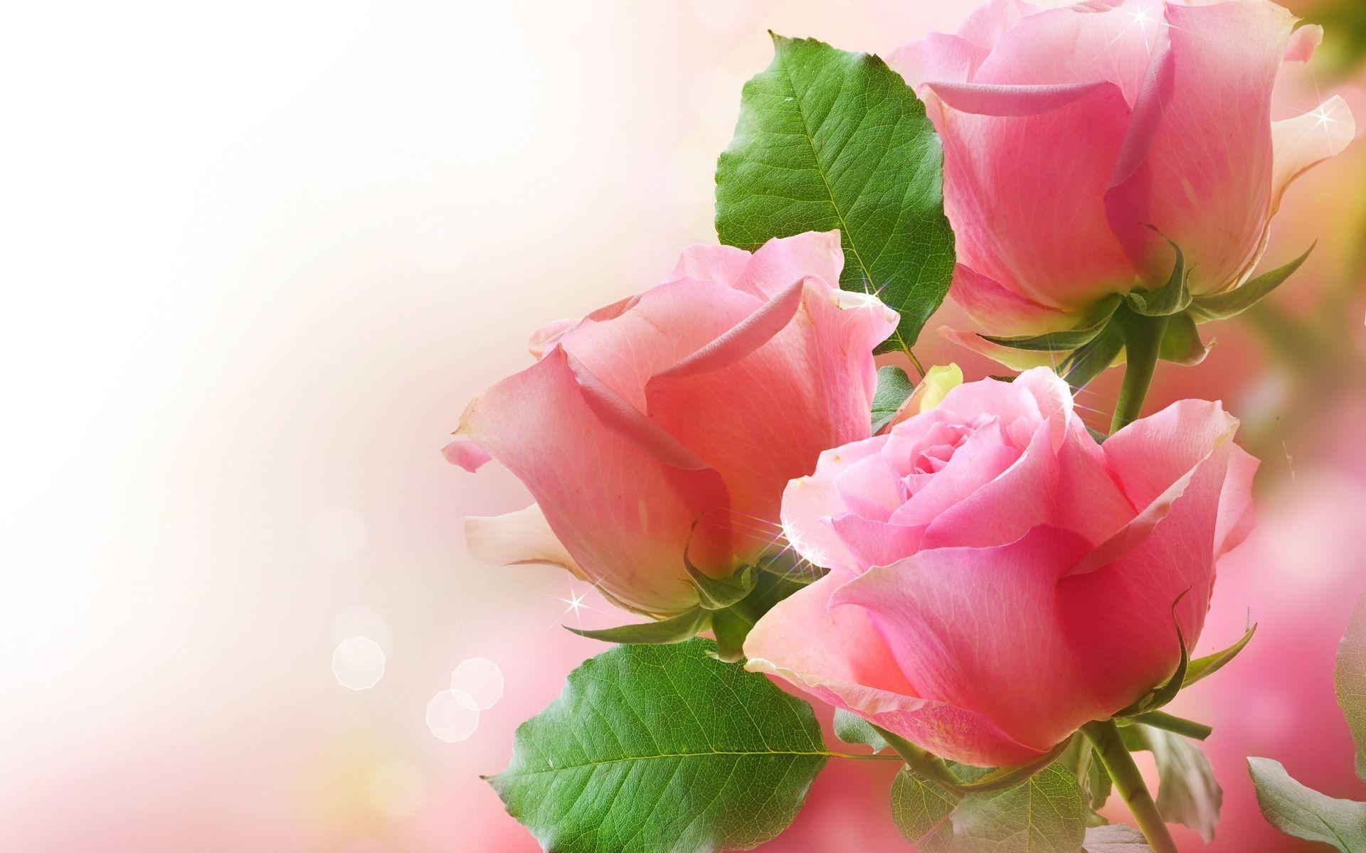 Wallpapers Flower Rose Love HD Wallpapers Pictures