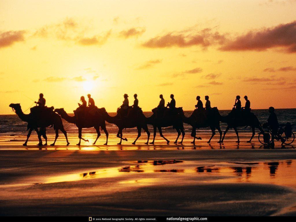 Broome, Australia, Camel Caravan, Photo of the Day, Picture