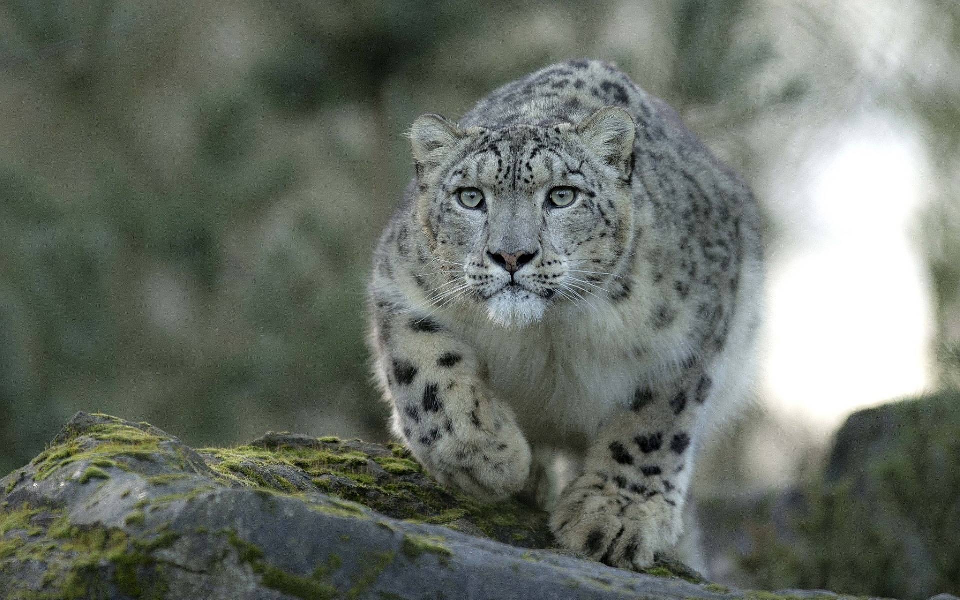 Snow leopard hd Wallpapers