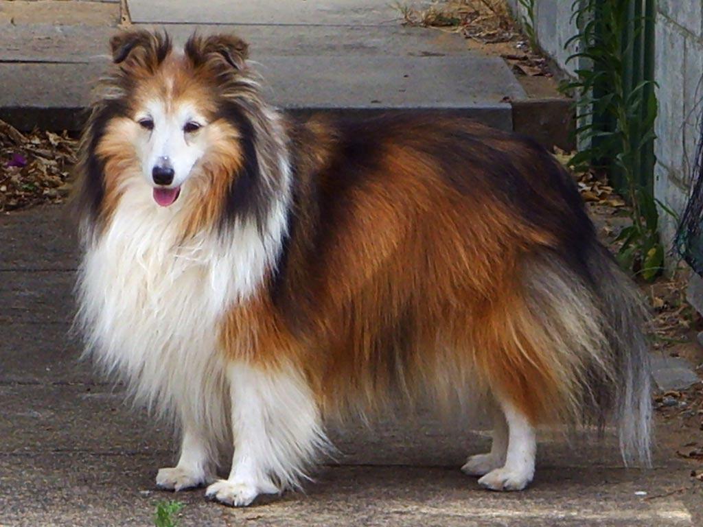 Shetland Sheepdog High Resolution Wallpaper 7536 Image. wallgraf