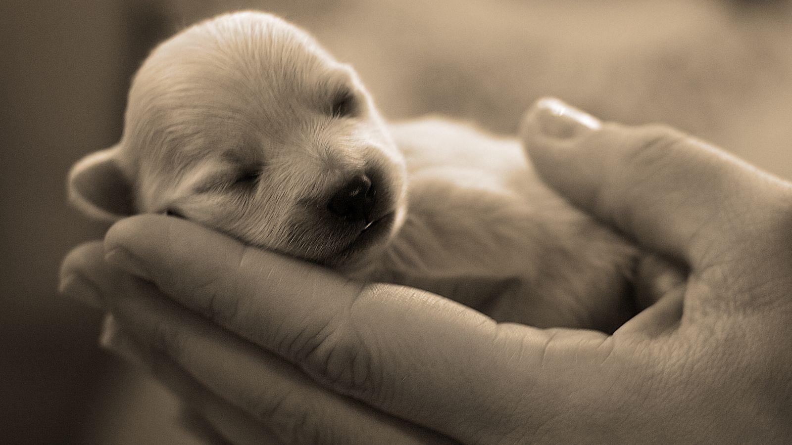 The dog in world So much cute photo about dogs Wallpaper 1600x900
