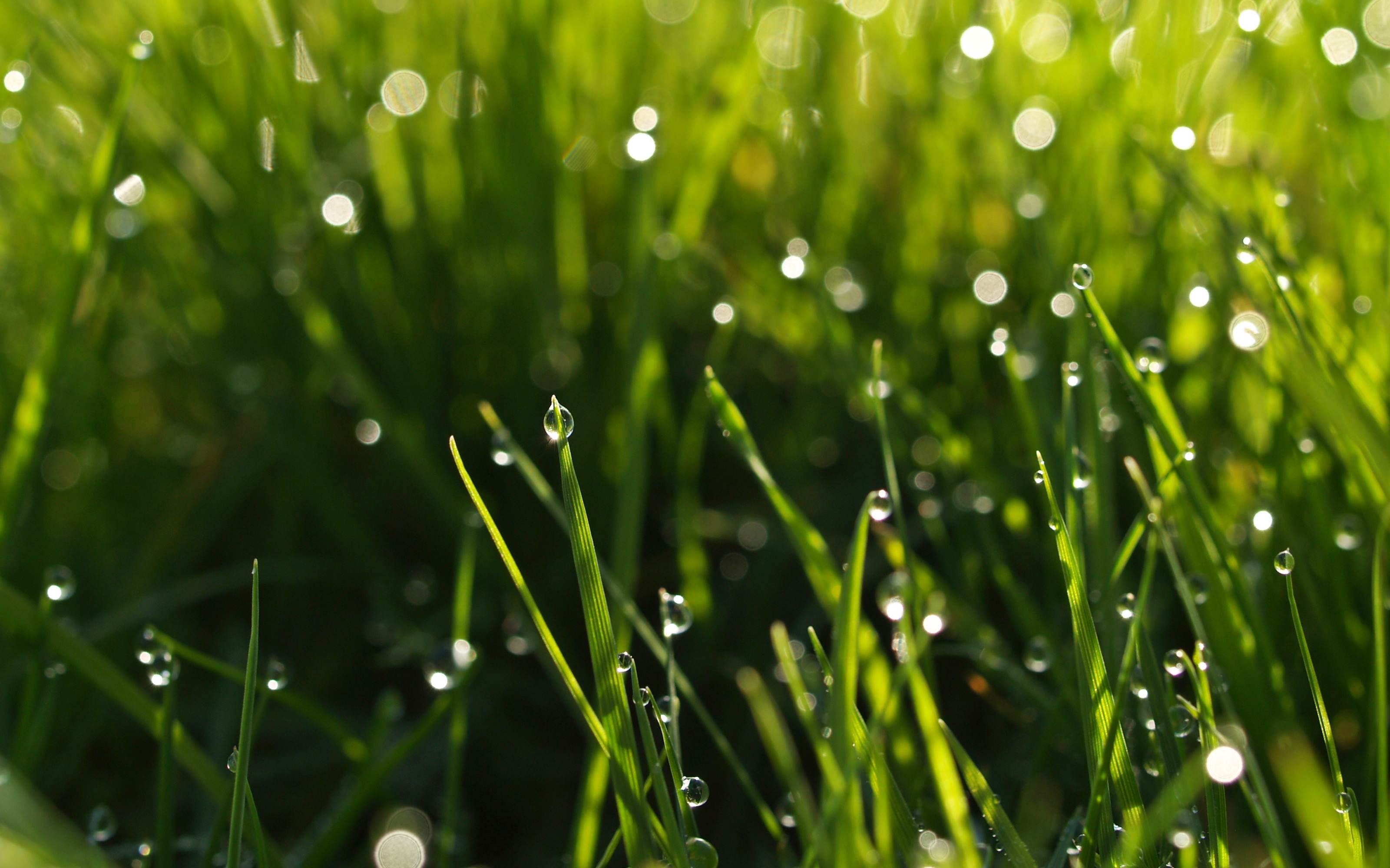 Phone Wallpaper HD Nature