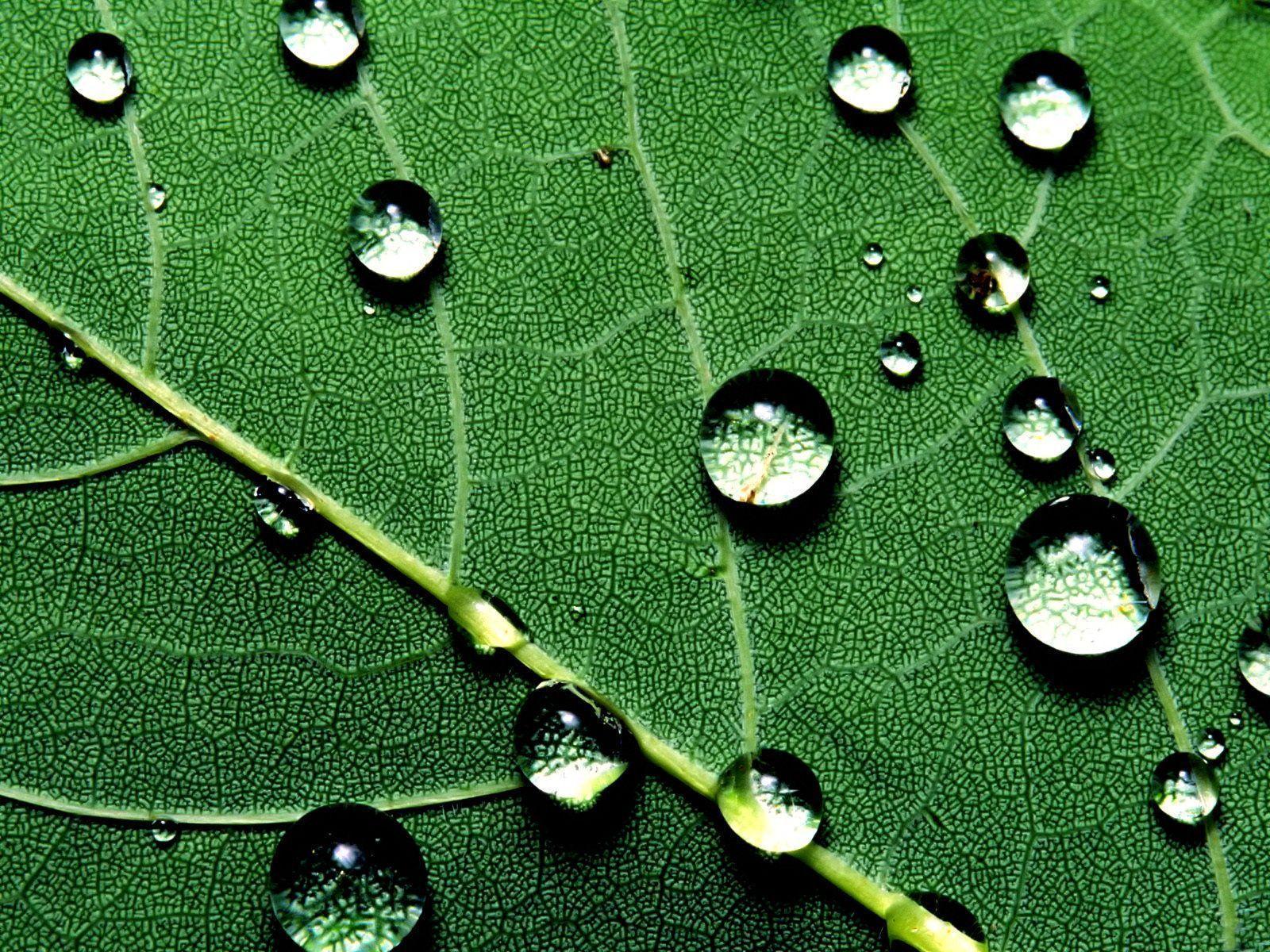 Water Drops Leaf Wallpaper, iPhone Wallpaper, Facebook Cover