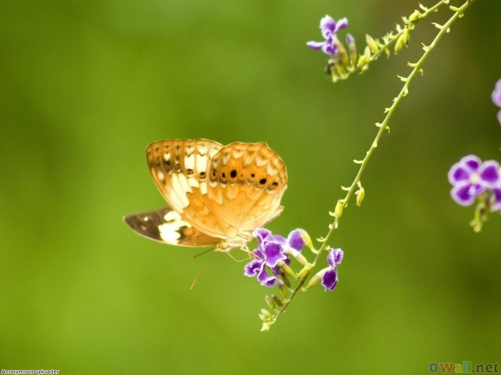 Butterfly wallpaper for walls. Funny Animal