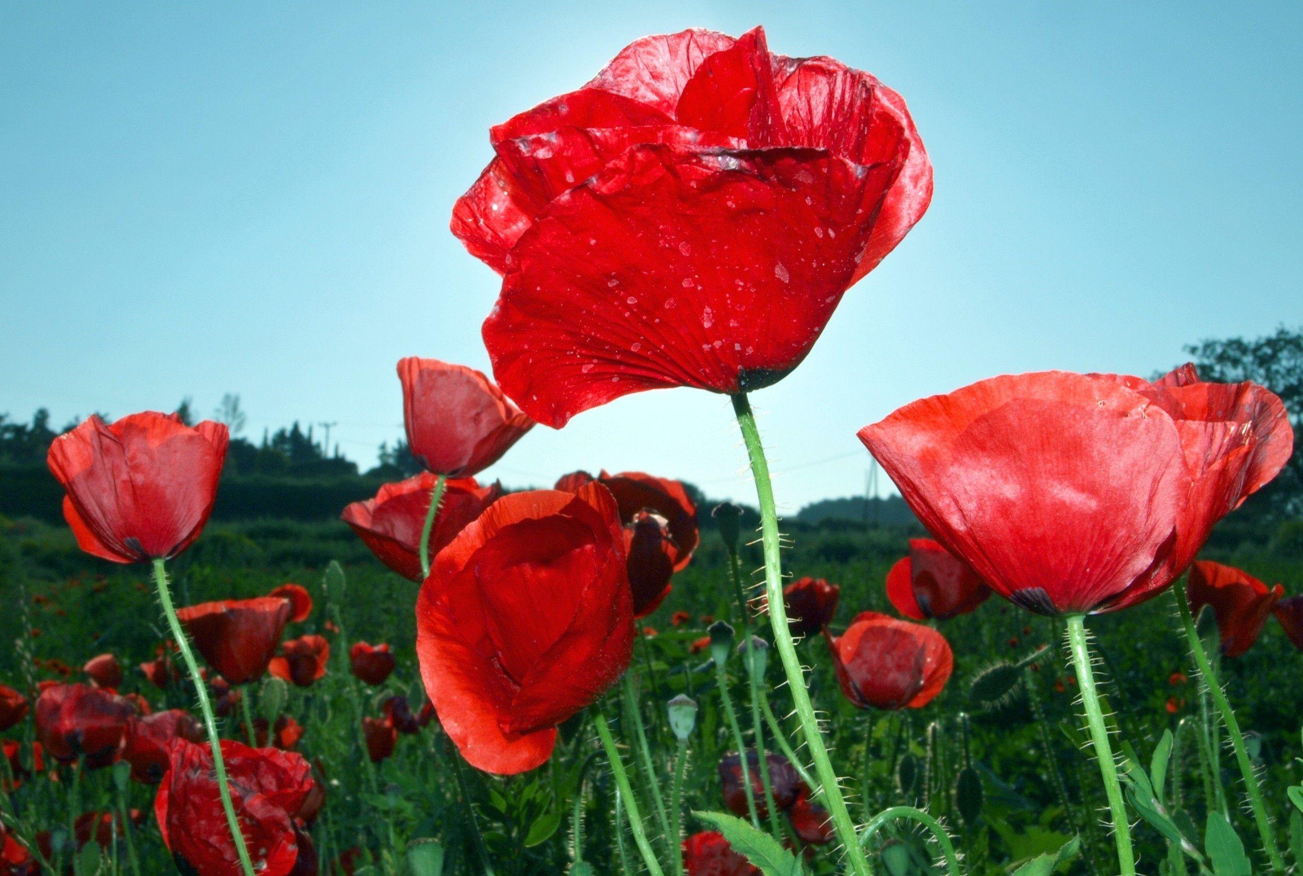 Red Poppies Nature Color Flawers HD wallpaper #