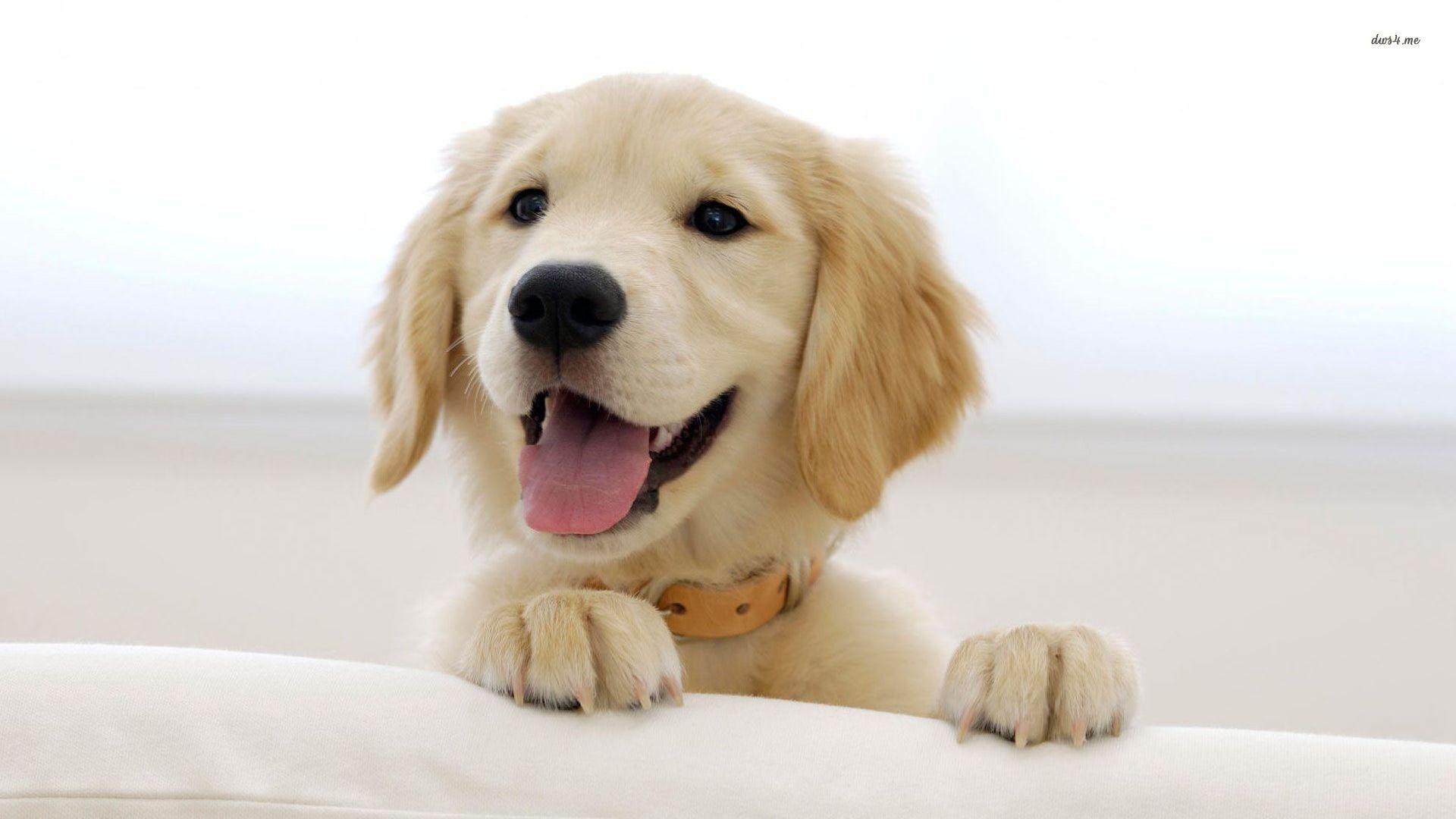 Puppy Wallpapers HD - Wallpaper Cave