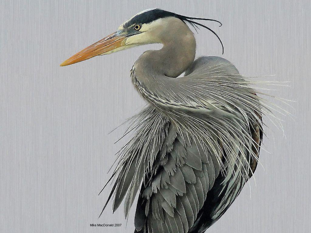 Mike MacDonald Art Photographs