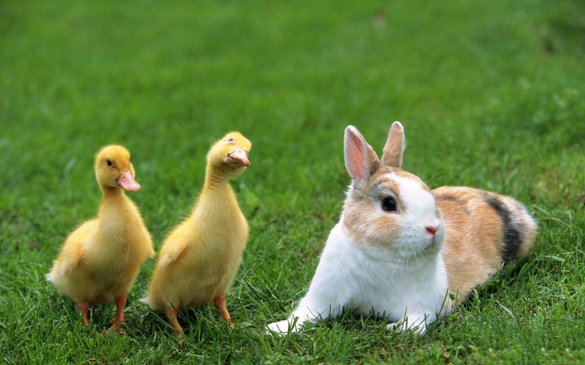 Rabbit and Duck Cute Animal. Wallaupun