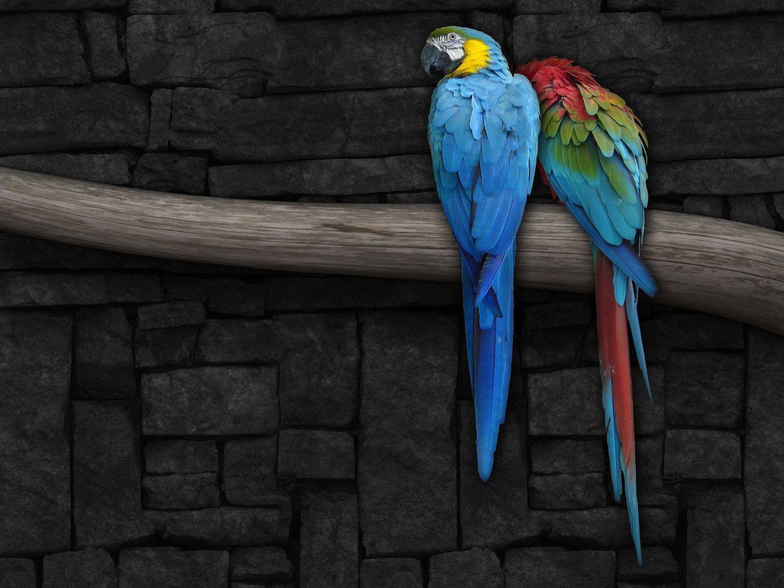 Love Bird Wallpaper